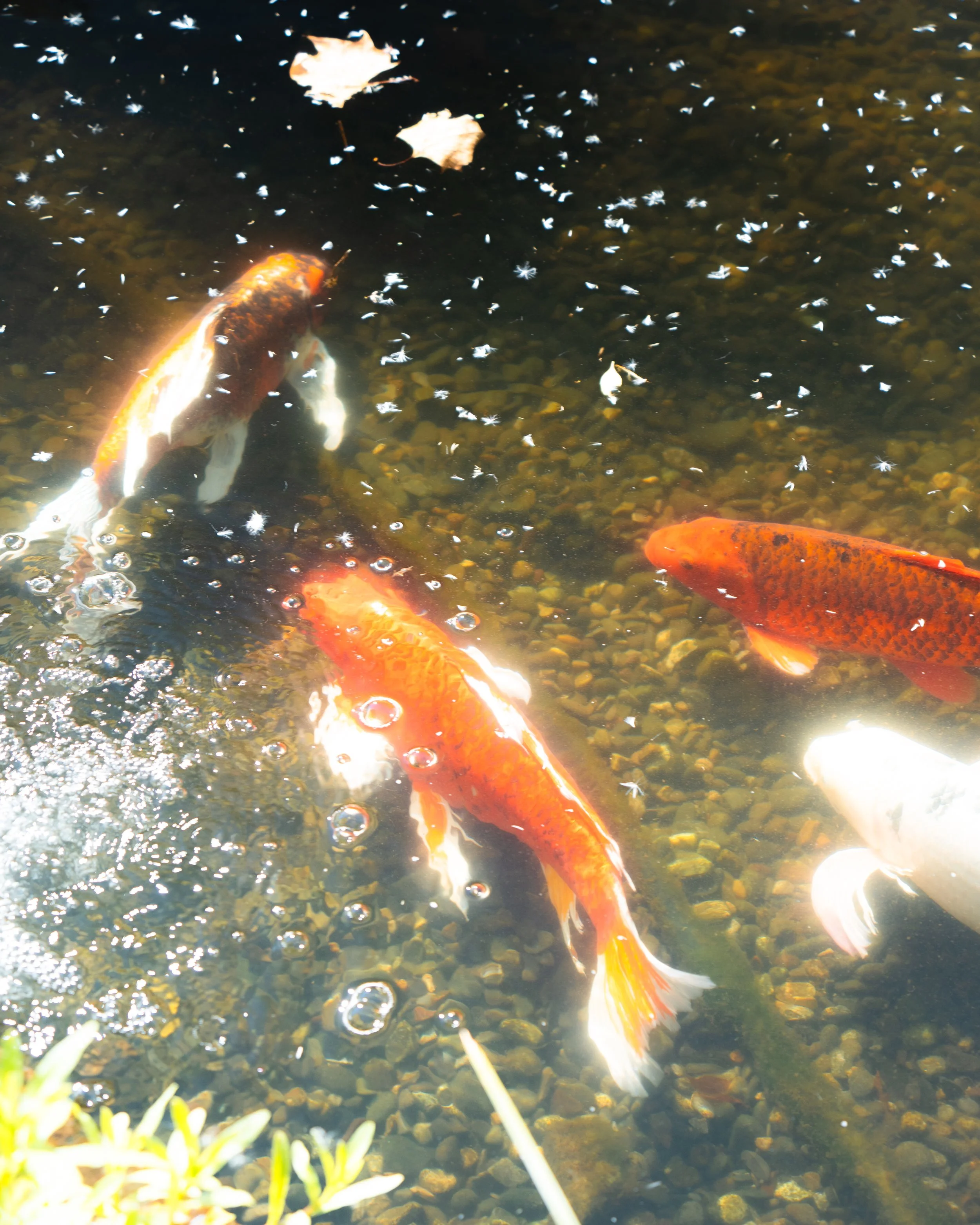 Chanticleer Garden - Autumn 2025