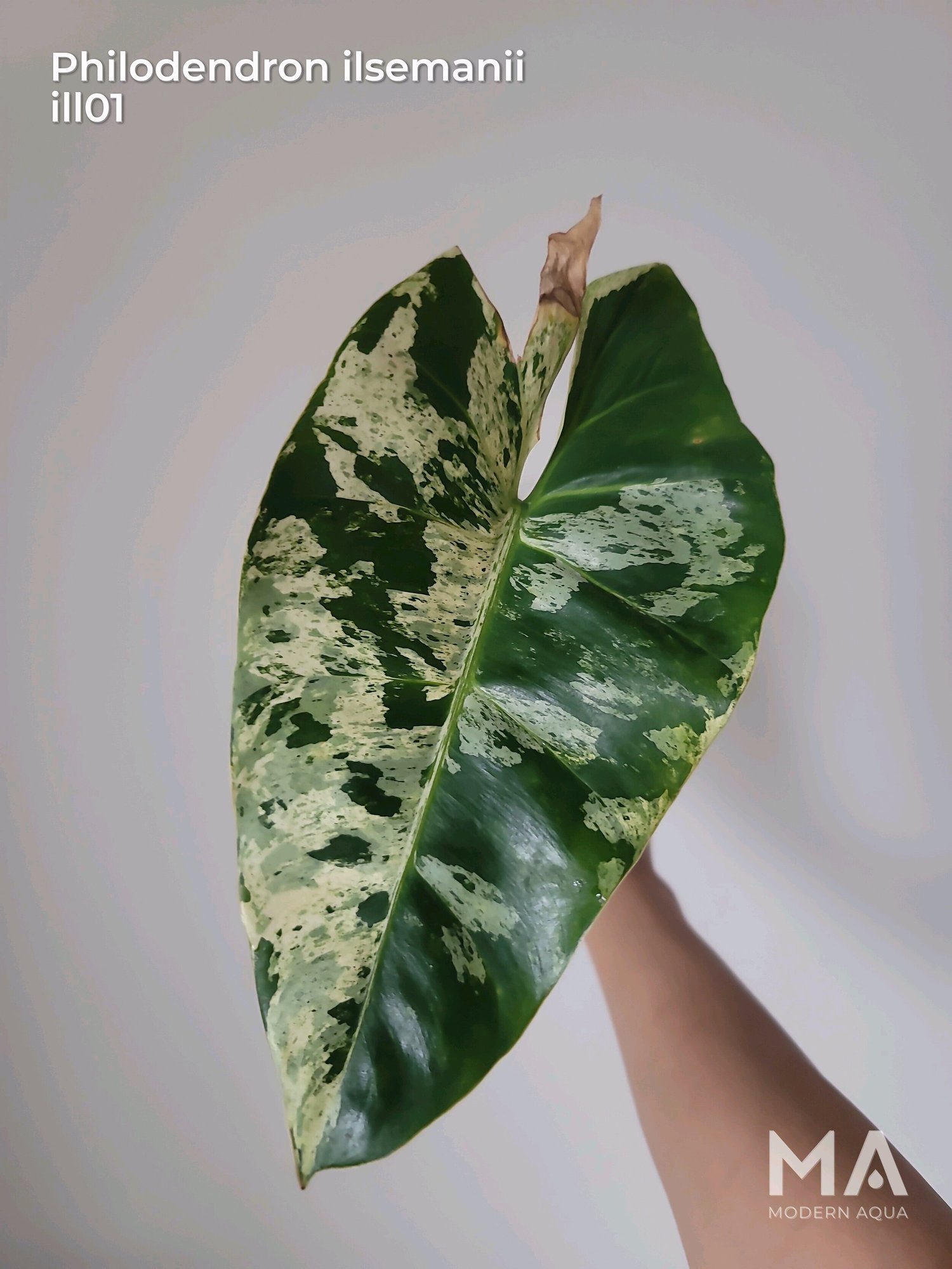 フィロデンドロン イルセマニー フィロデンドロン イルセマニー極麗斑 最上級斑個体 (Philodendron