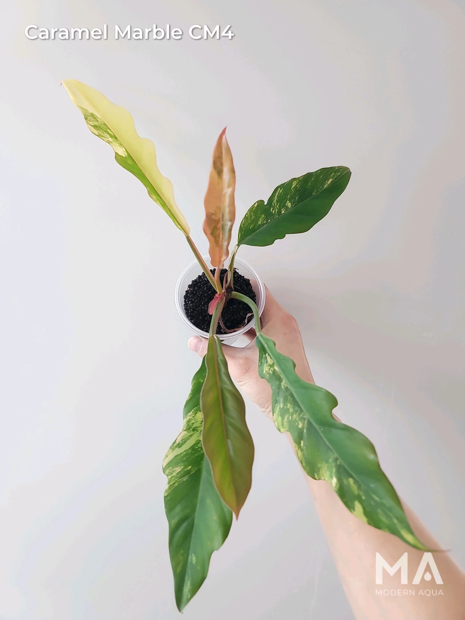 Philodendron Caramel Marble  Modern Aqua