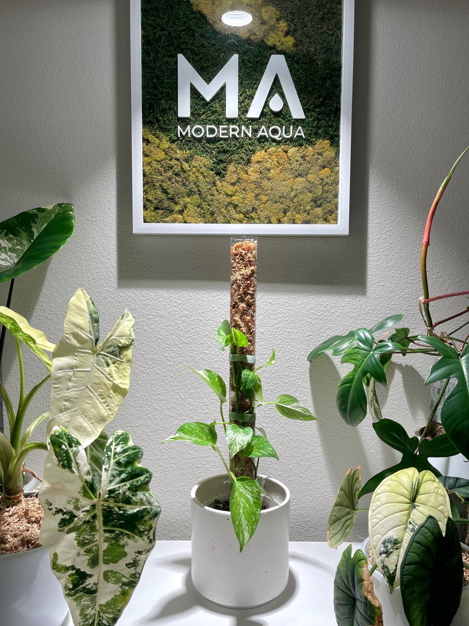 Foldable and Stackable Moss Pole for Indoor Houseplants by Modern