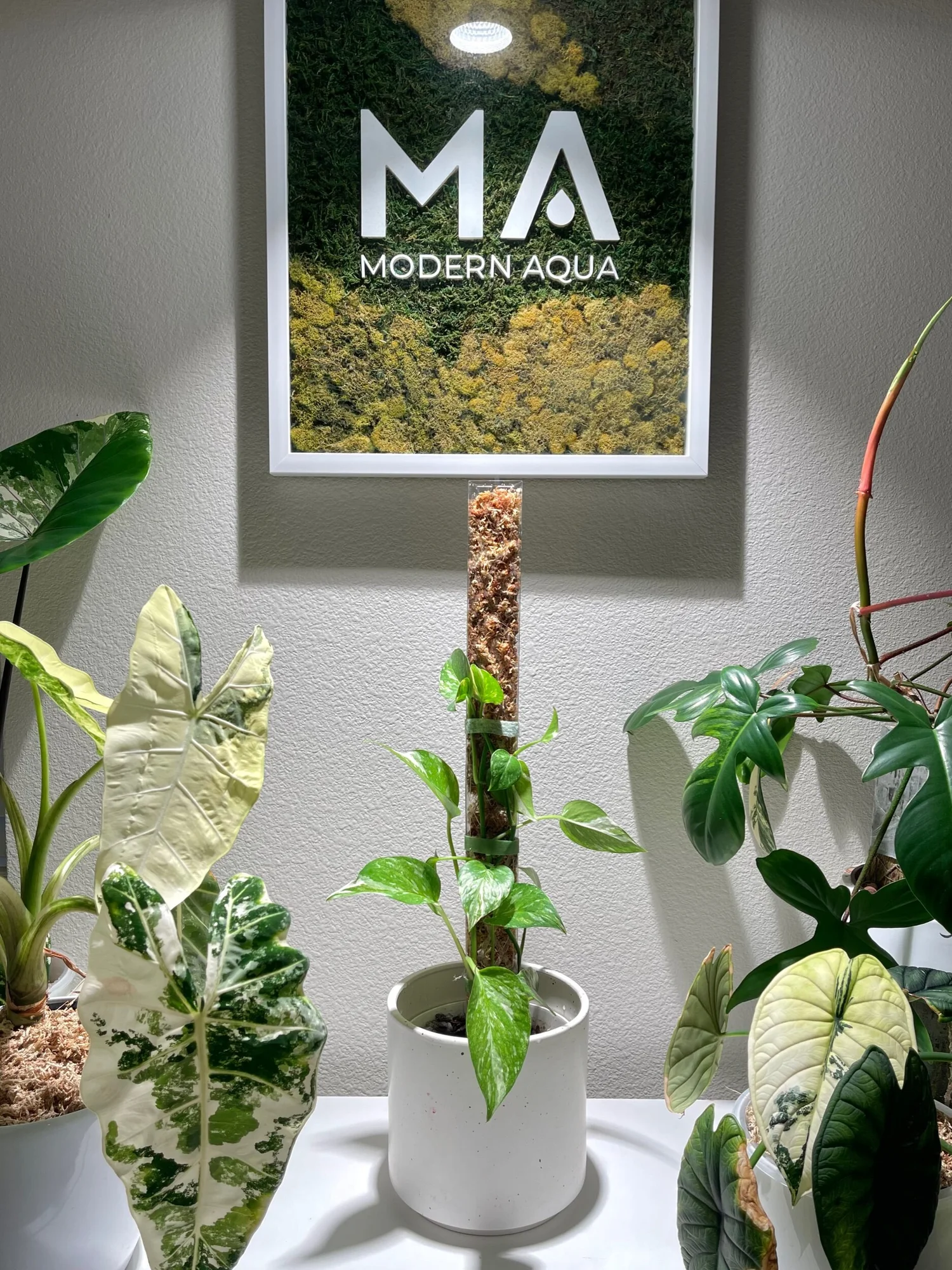 < 希少 >MOSS stick modernfish Foldable and Stackable Moss Pole for Indoor Houseplants by Modern