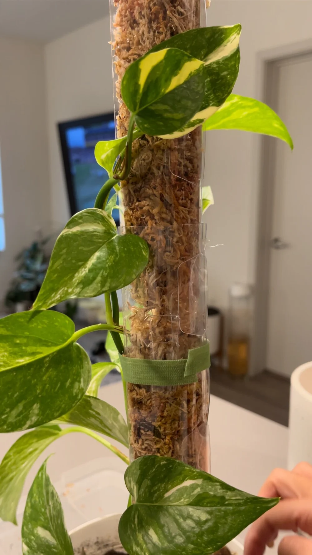 Foldable and Stackable Moss Pole for Indoor Houseplants by Modern
