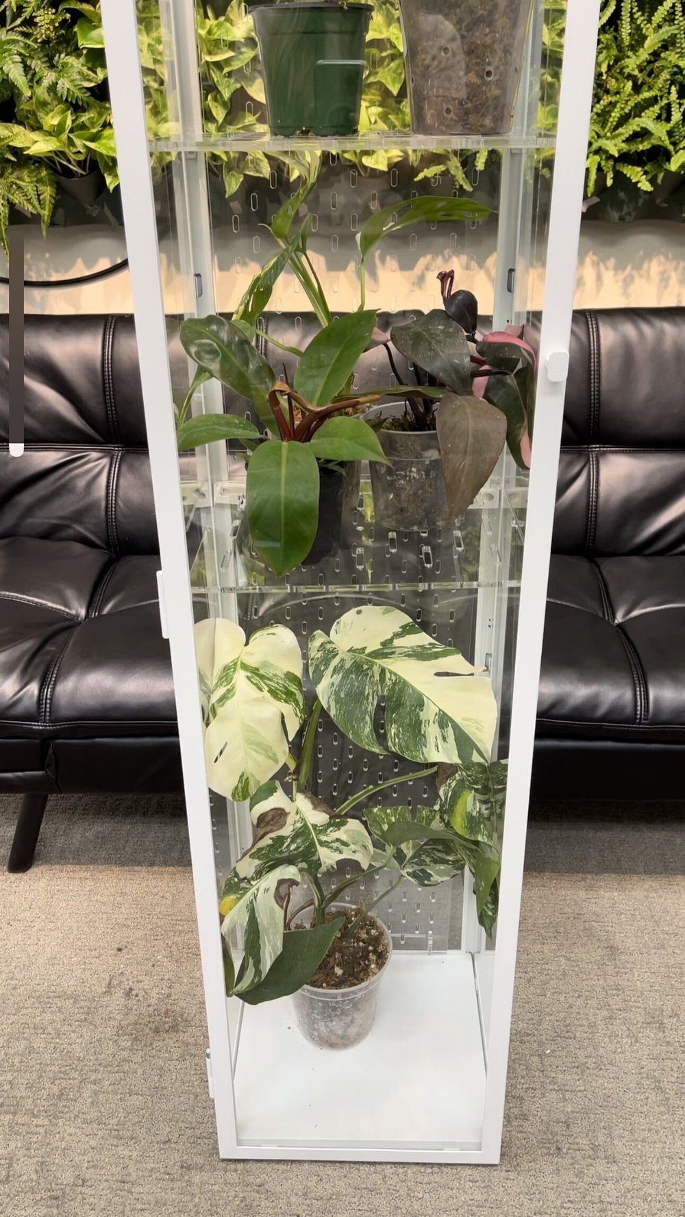 Blaliden IKEA Greenhouse Cabinet Full Width Acrylic Shelf by