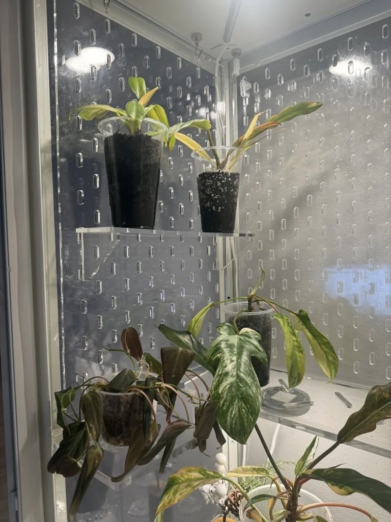 6BA36FFE-8523-46CC-93E1-