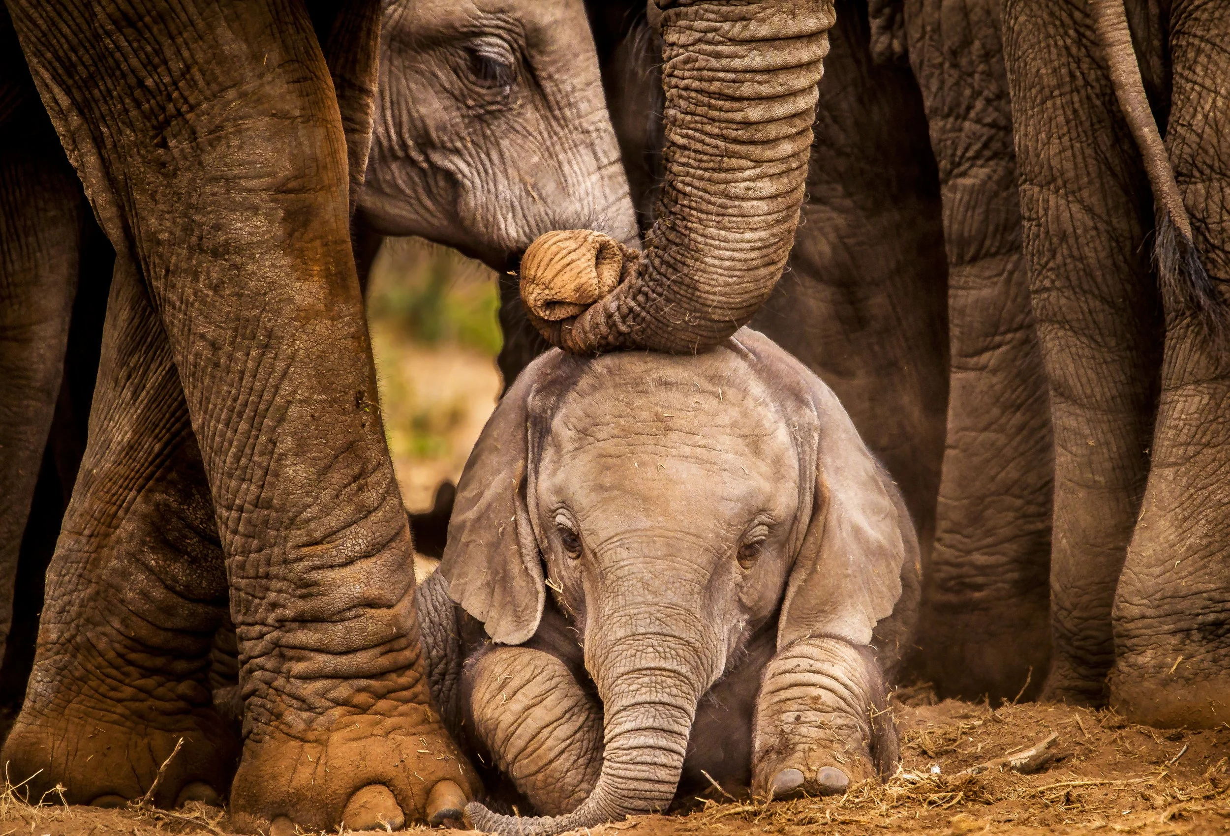  Even giants start small 