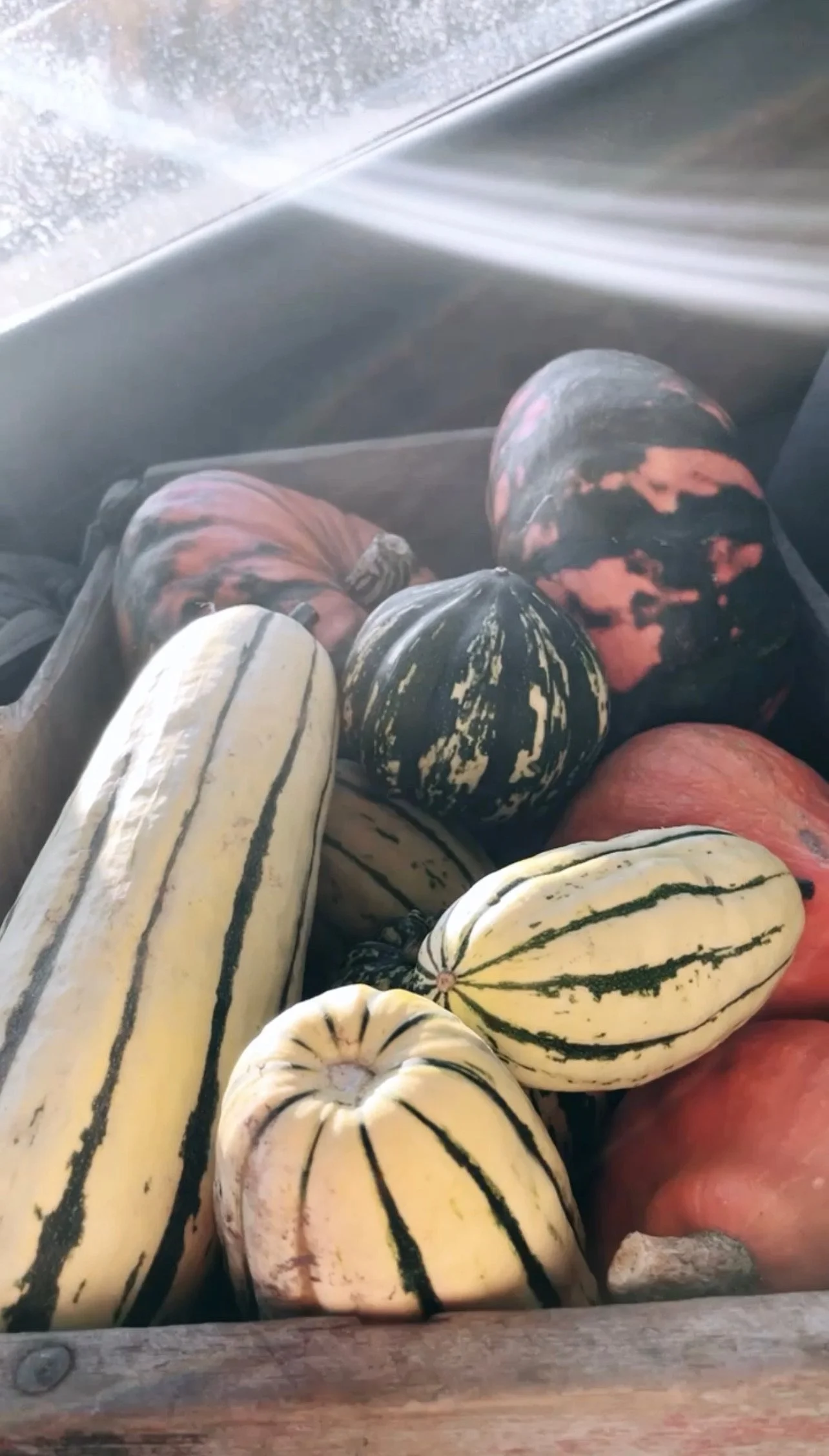 Squash