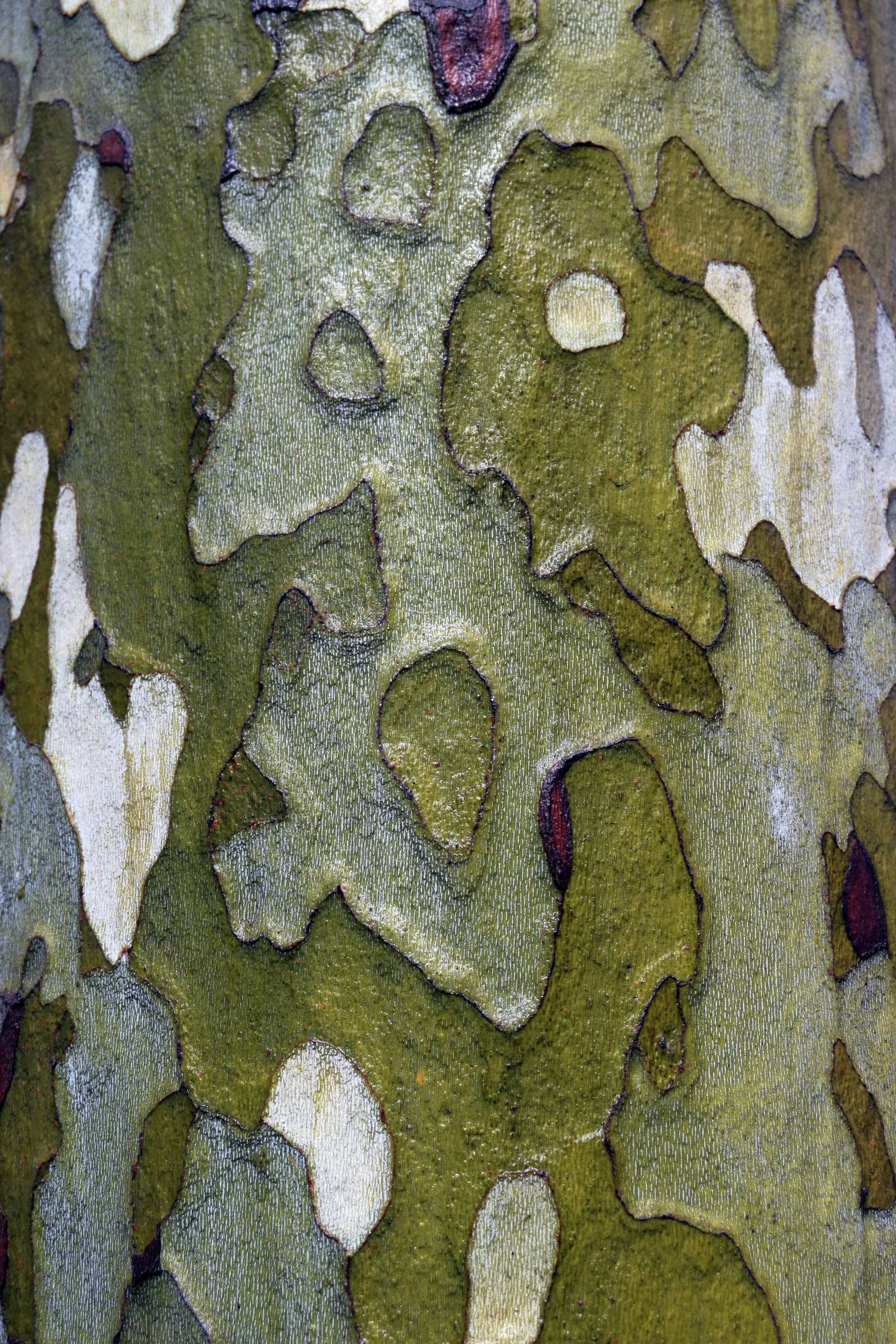 California Sycamore, Sequoia National Park, January 2017