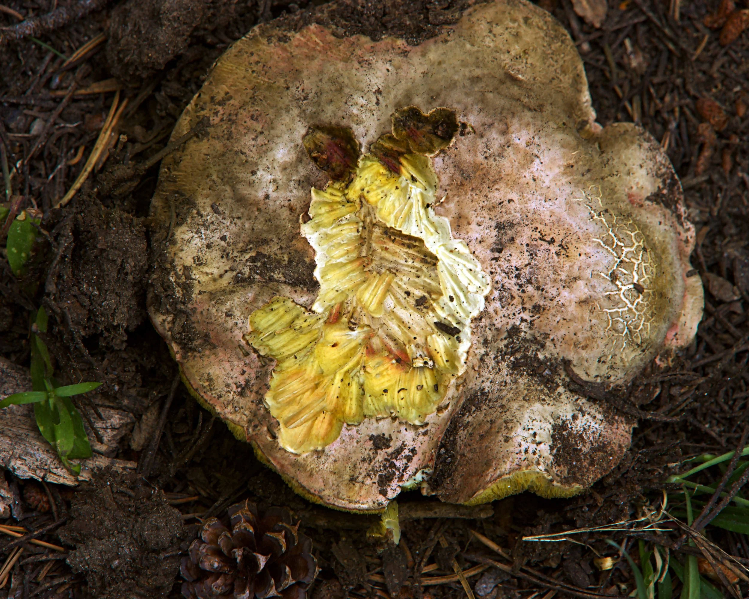 Teeth Marks, Bolete, White Wolf, Yosemite July, 2022