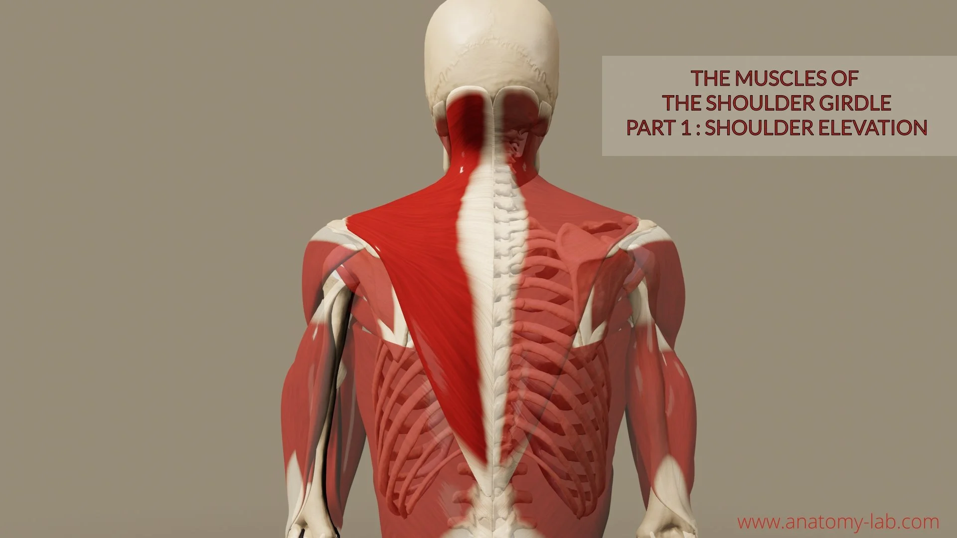 Muscles of the Shoulder Girdle 1- Part: Shoulder Elevation