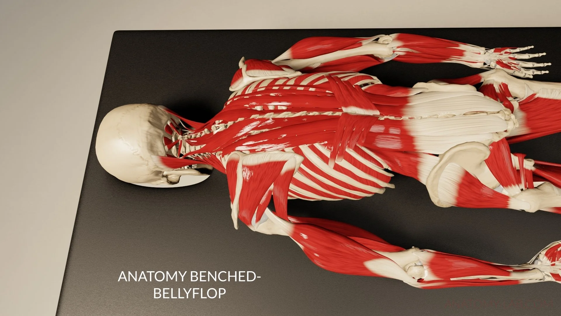 Anatomy Benched: Client lying on the Back