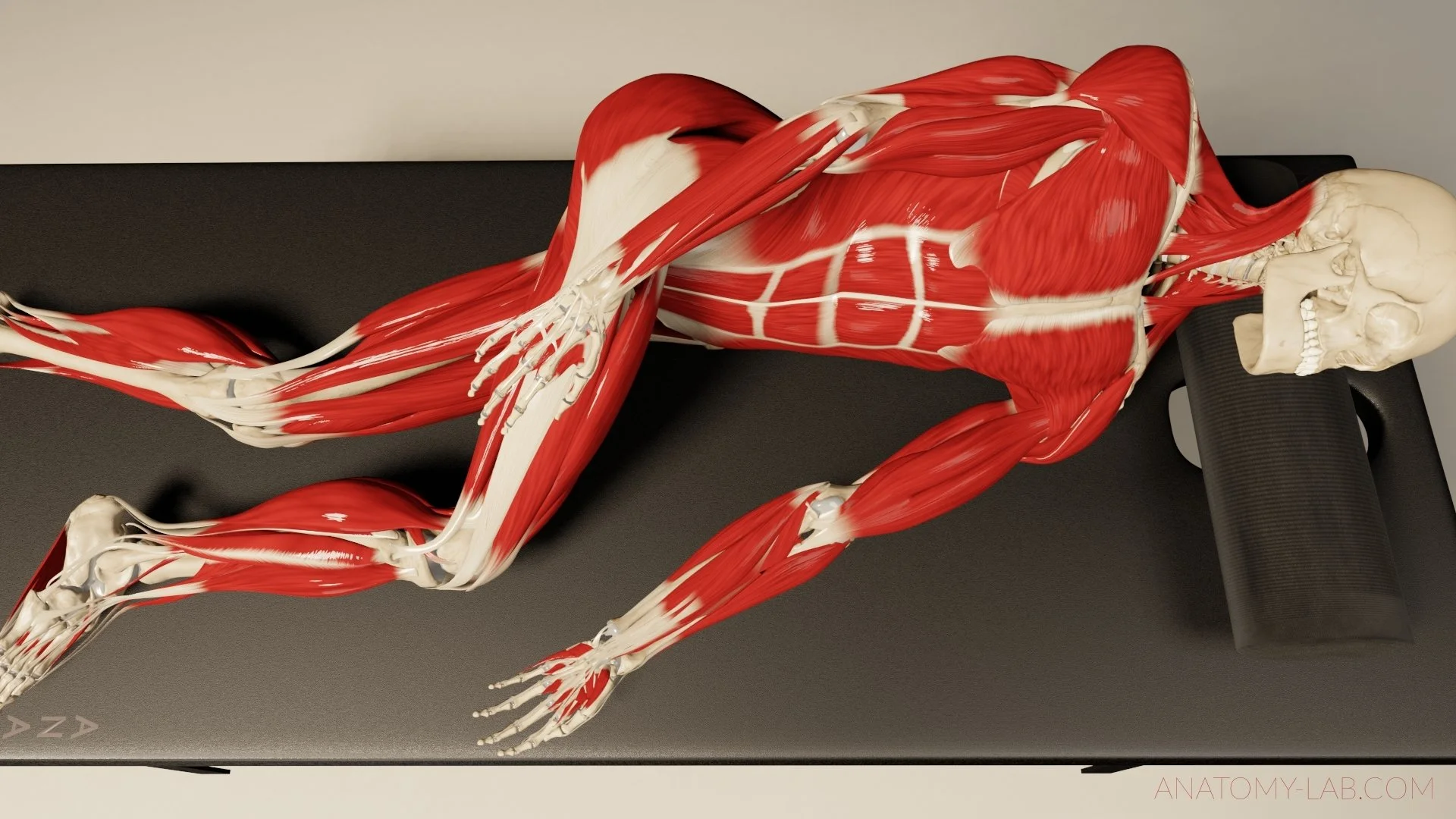 Anatomy Benched- Client Lying Sideways (3D Anatomy) 