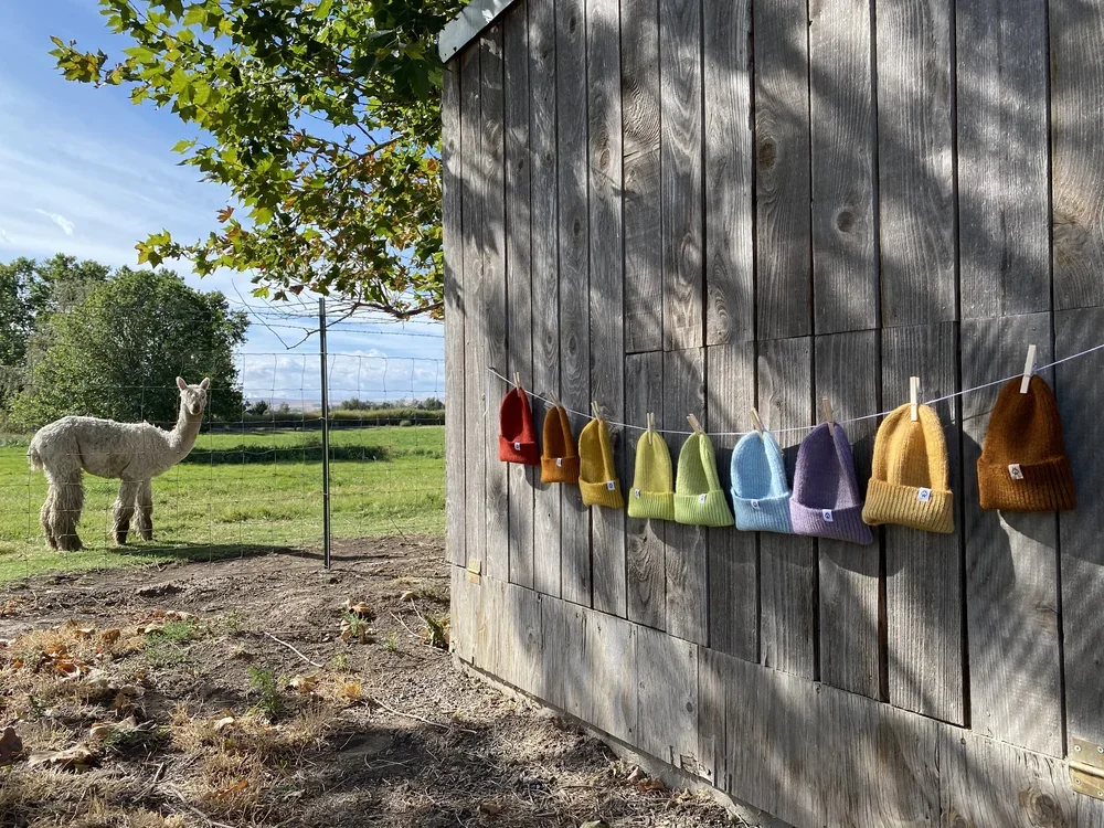 Old Homestead Alpacas