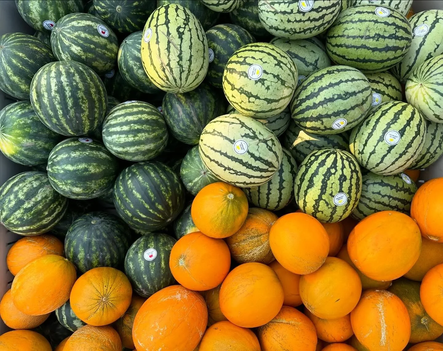 Moonlight Melons