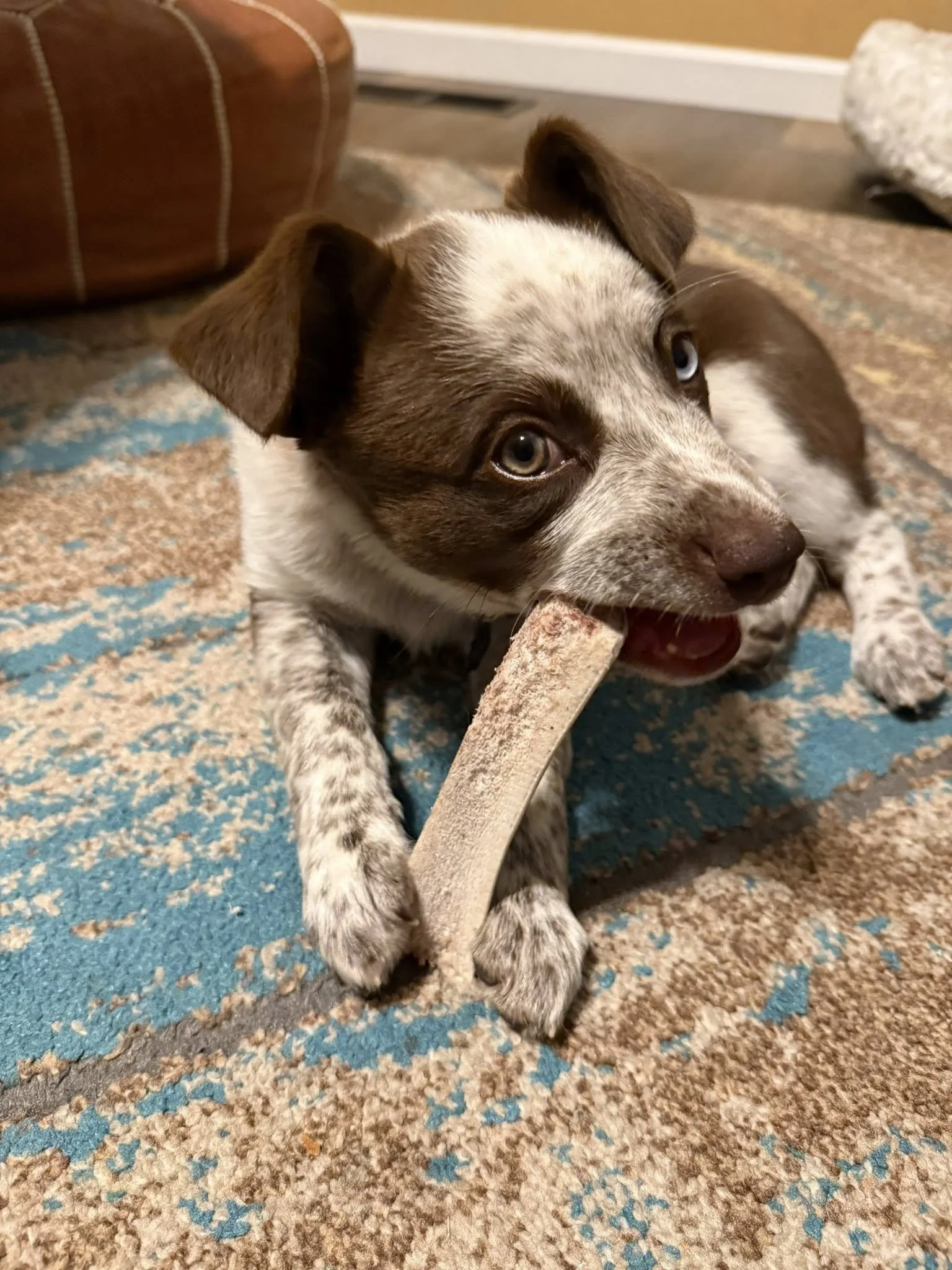 Horndawg Antler Chews &amp; Apparel