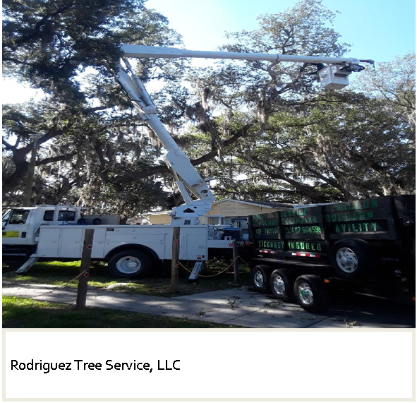 northern tree service llc