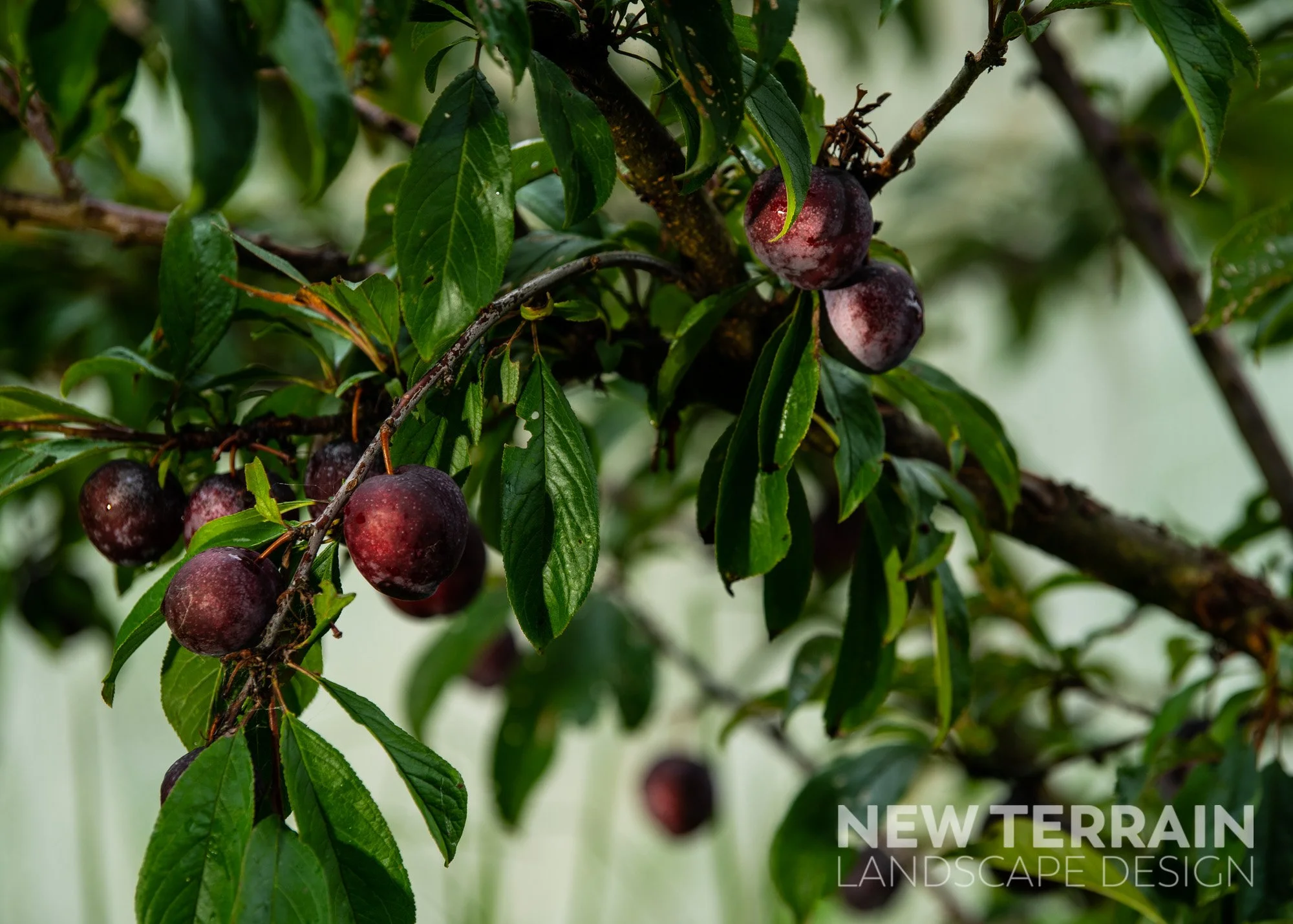 7 Gardening Tips for Growing Plums & Other Stone Fruit New Terrain