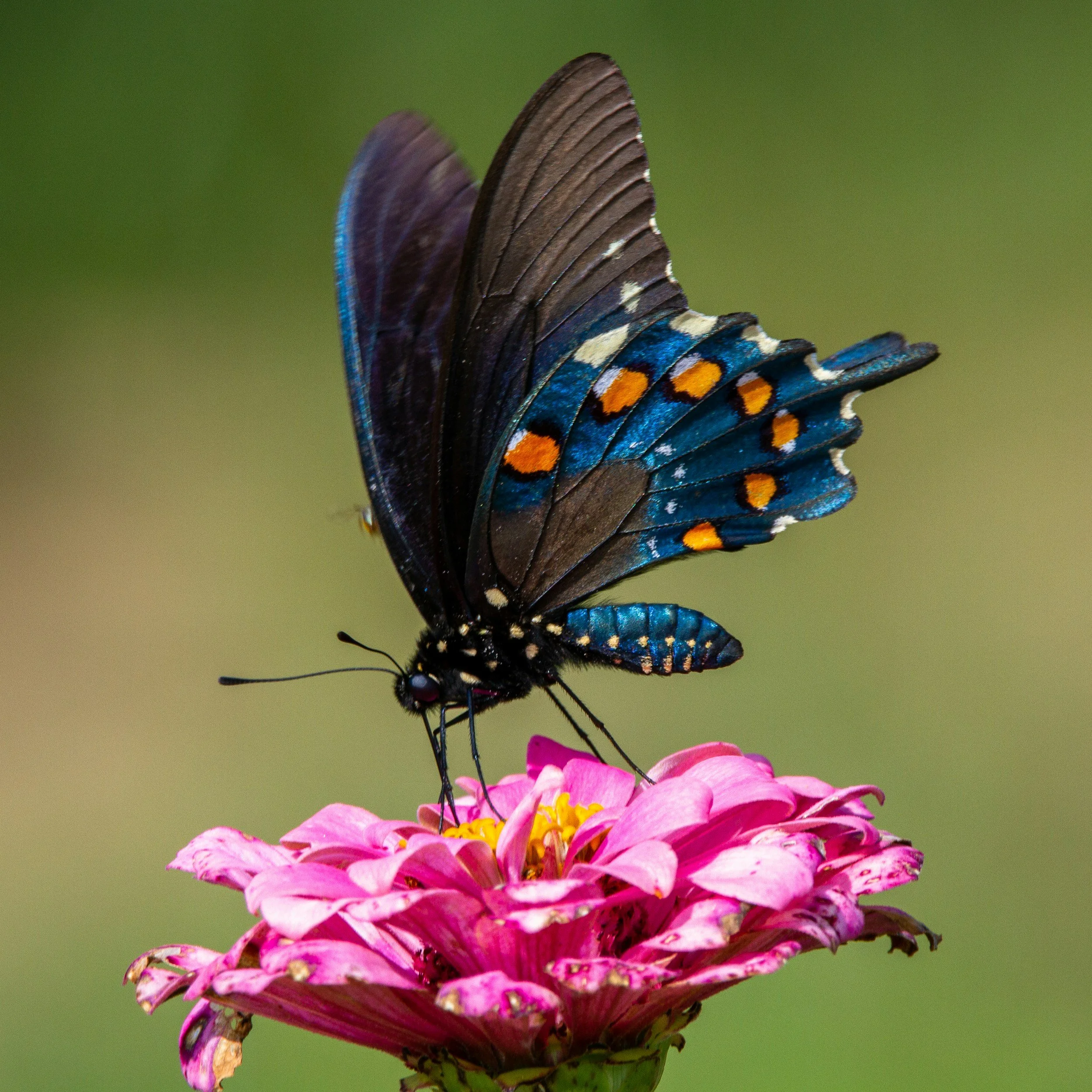 August 2025 Affirmations for Healing & Growth