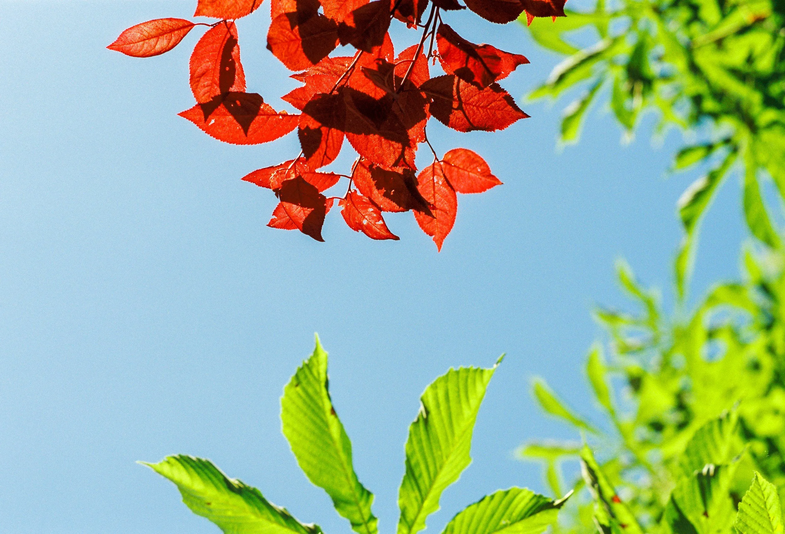 November 2025 Affirmations for Healing &amp; Growth