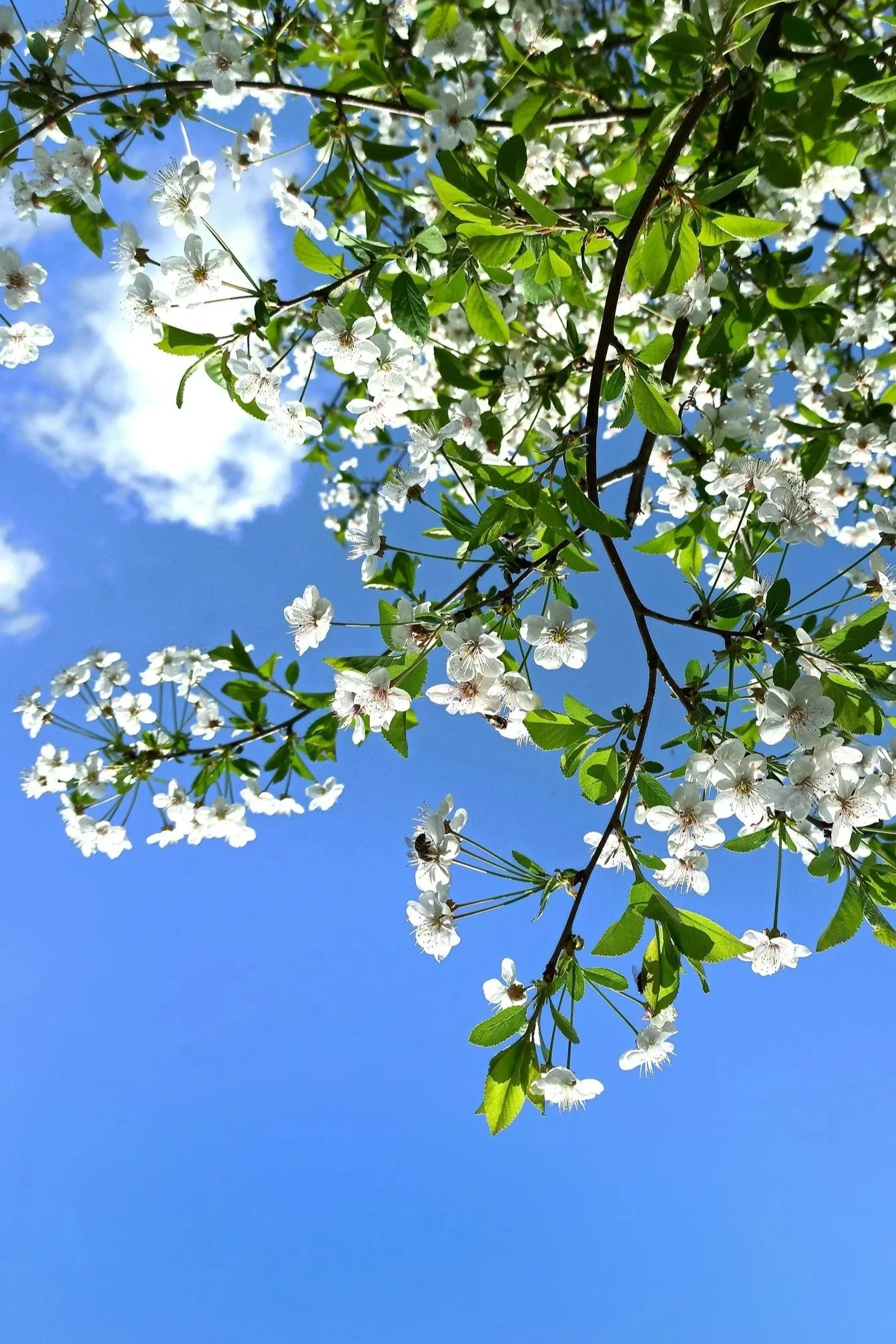 April 2026 Affirmations for Healing &amp; Growth