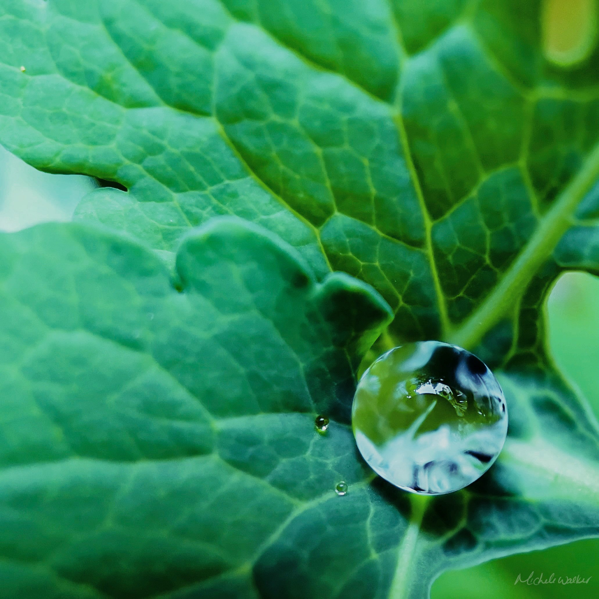 A Drop of Water