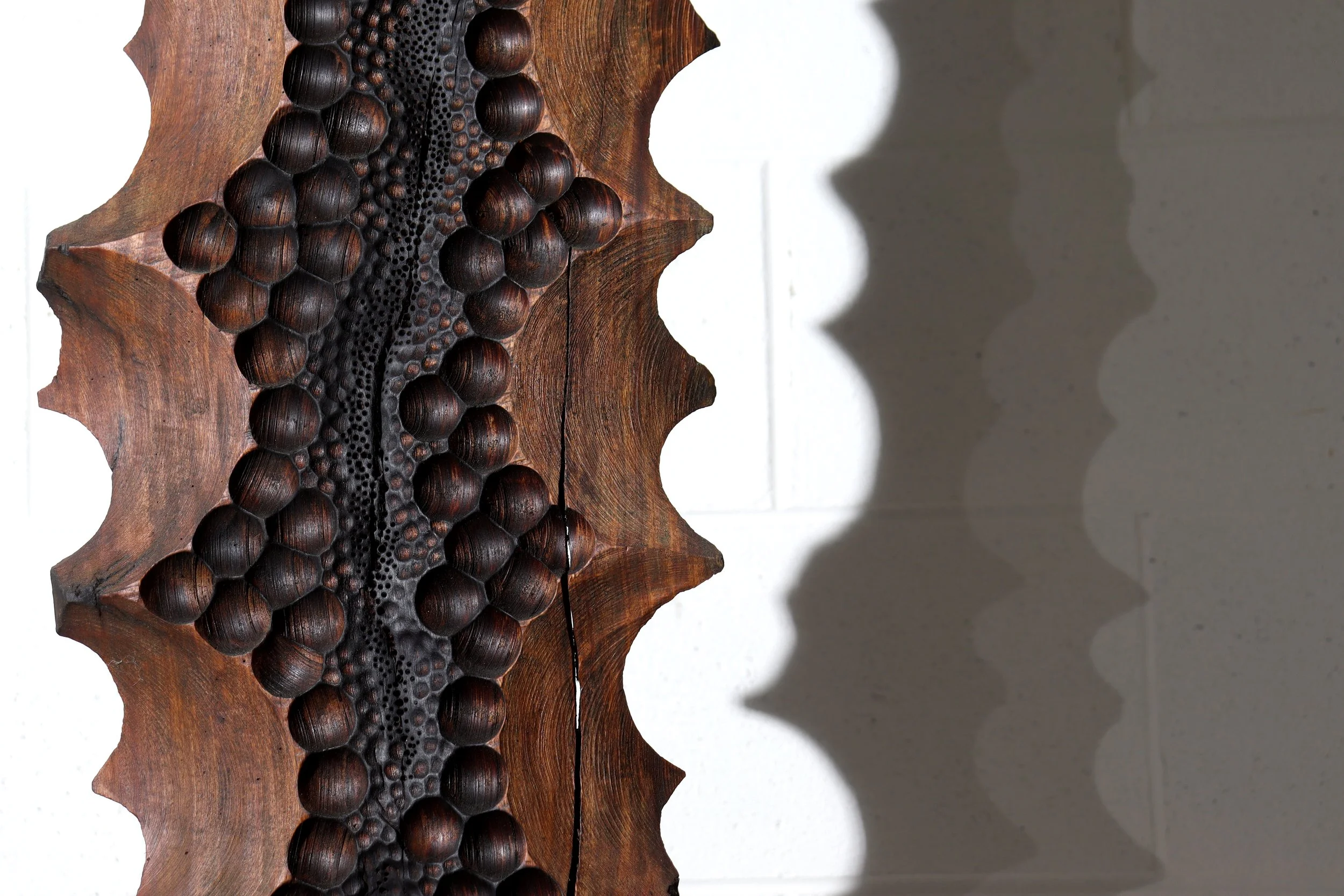 Trypo - closeup WHITE BKGRND.JPG