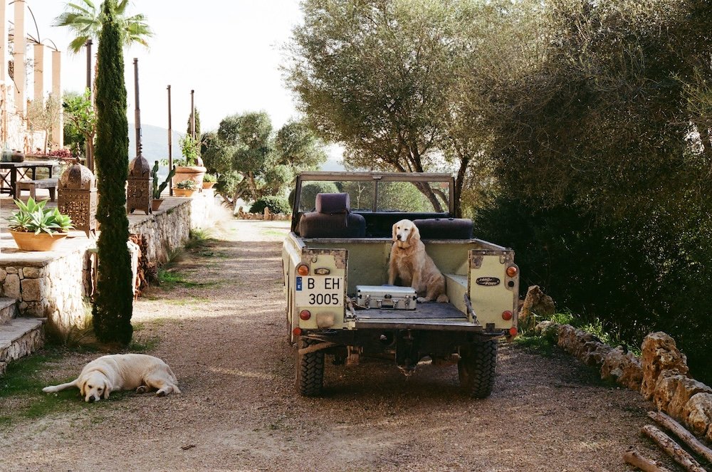 Car in front of house with two golden retriever
