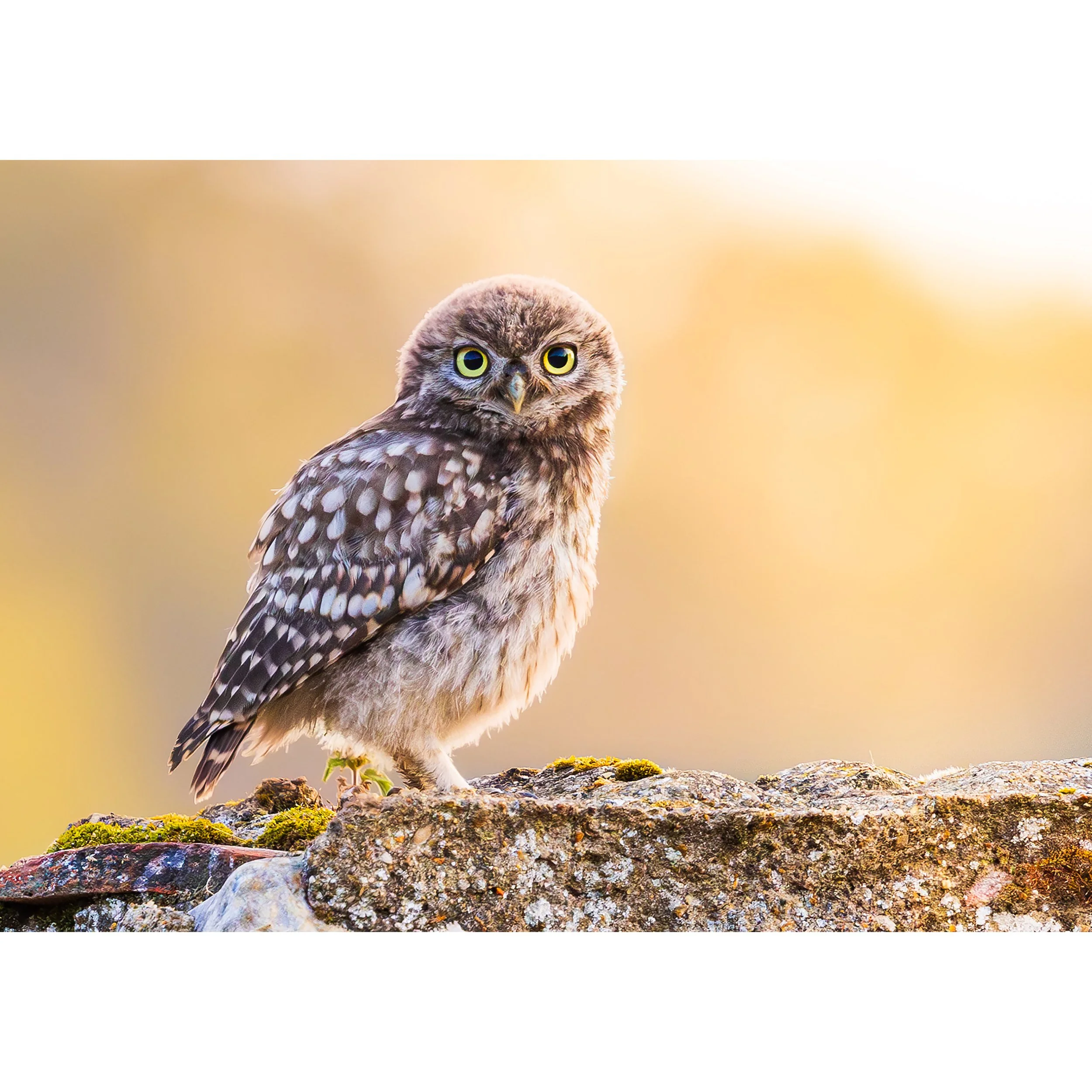 LITTLE OWL PRINT