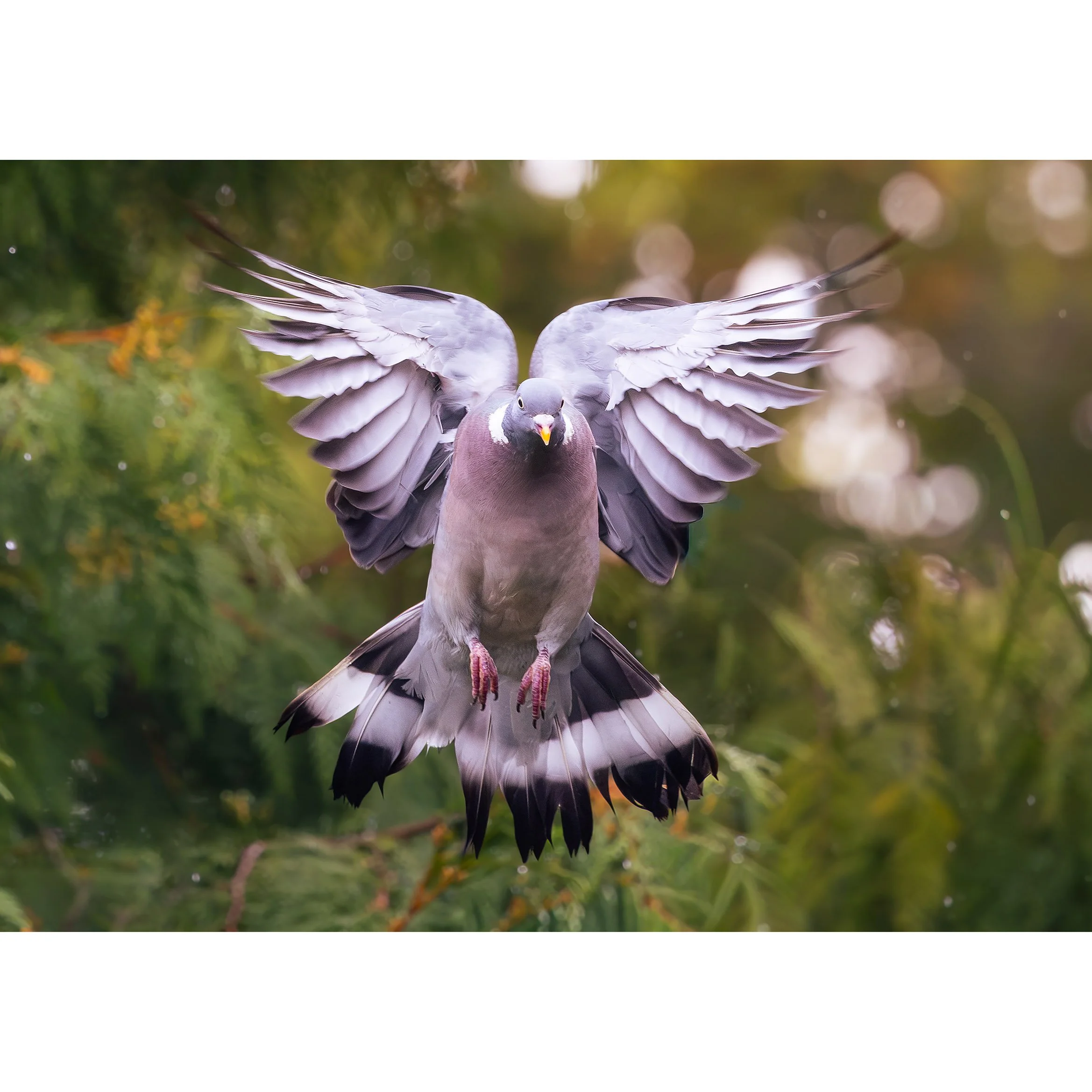 Wood Pigeon Print