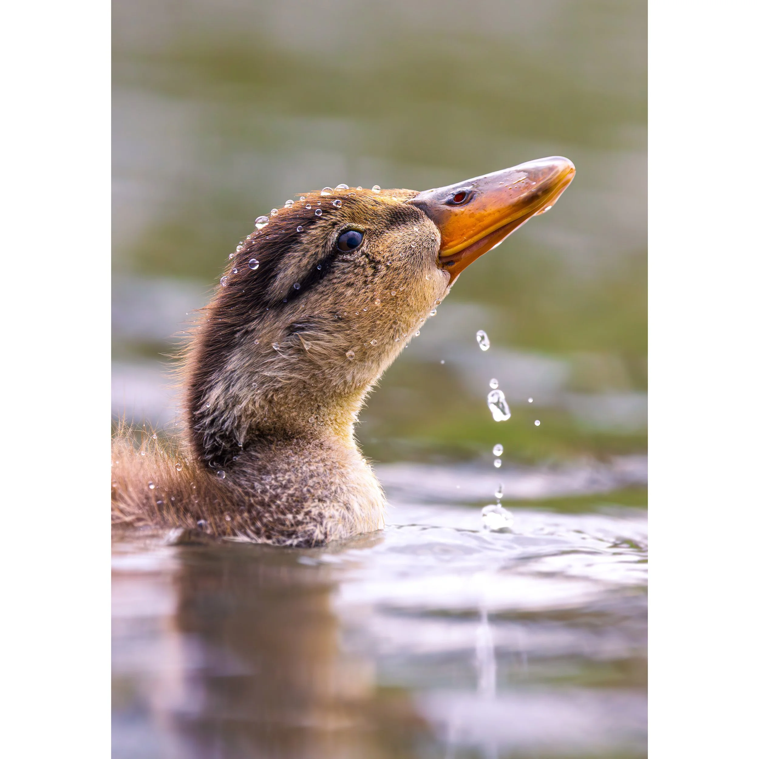 JUVENILE MALLARD PRINT
