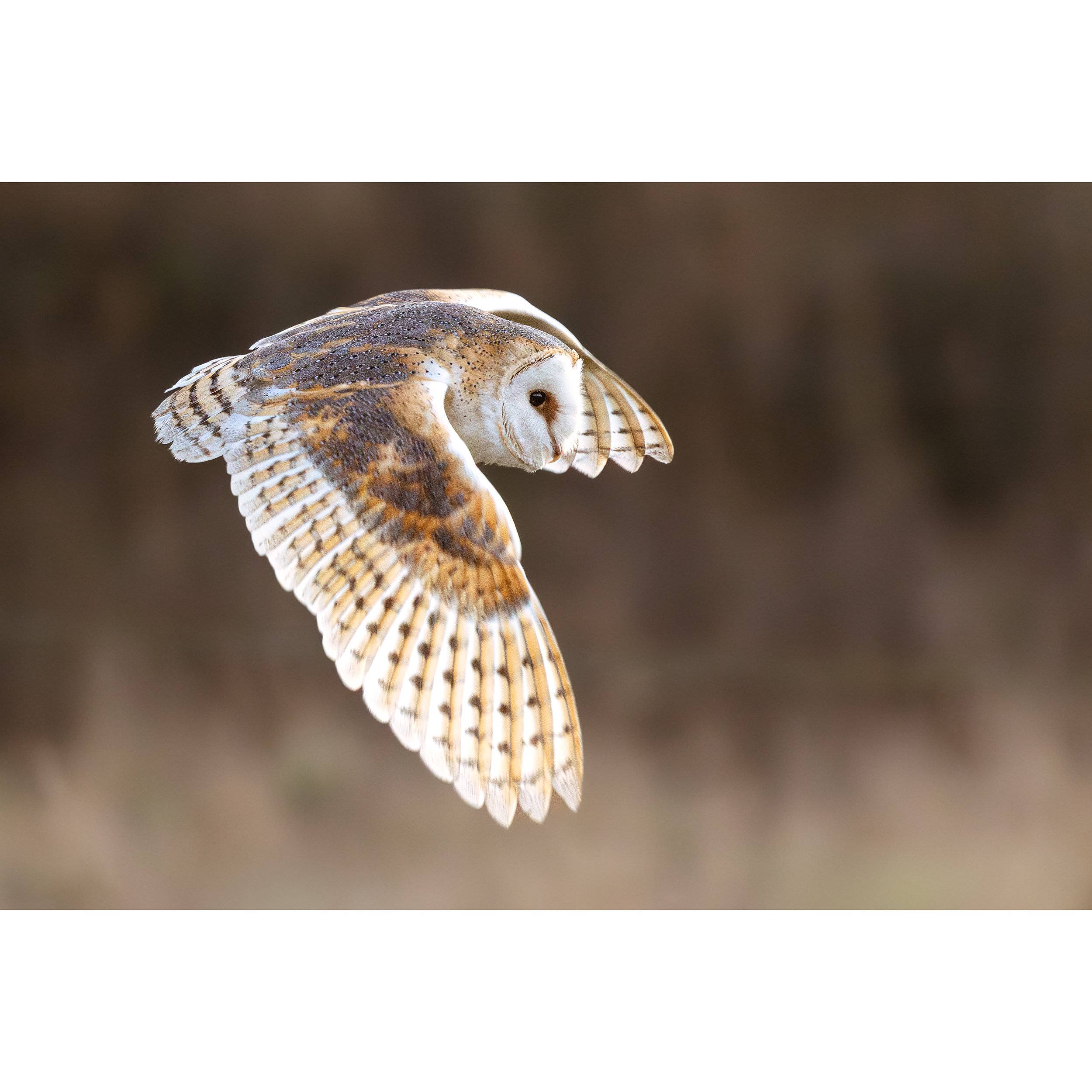 FLYING BARN OWL PRINT