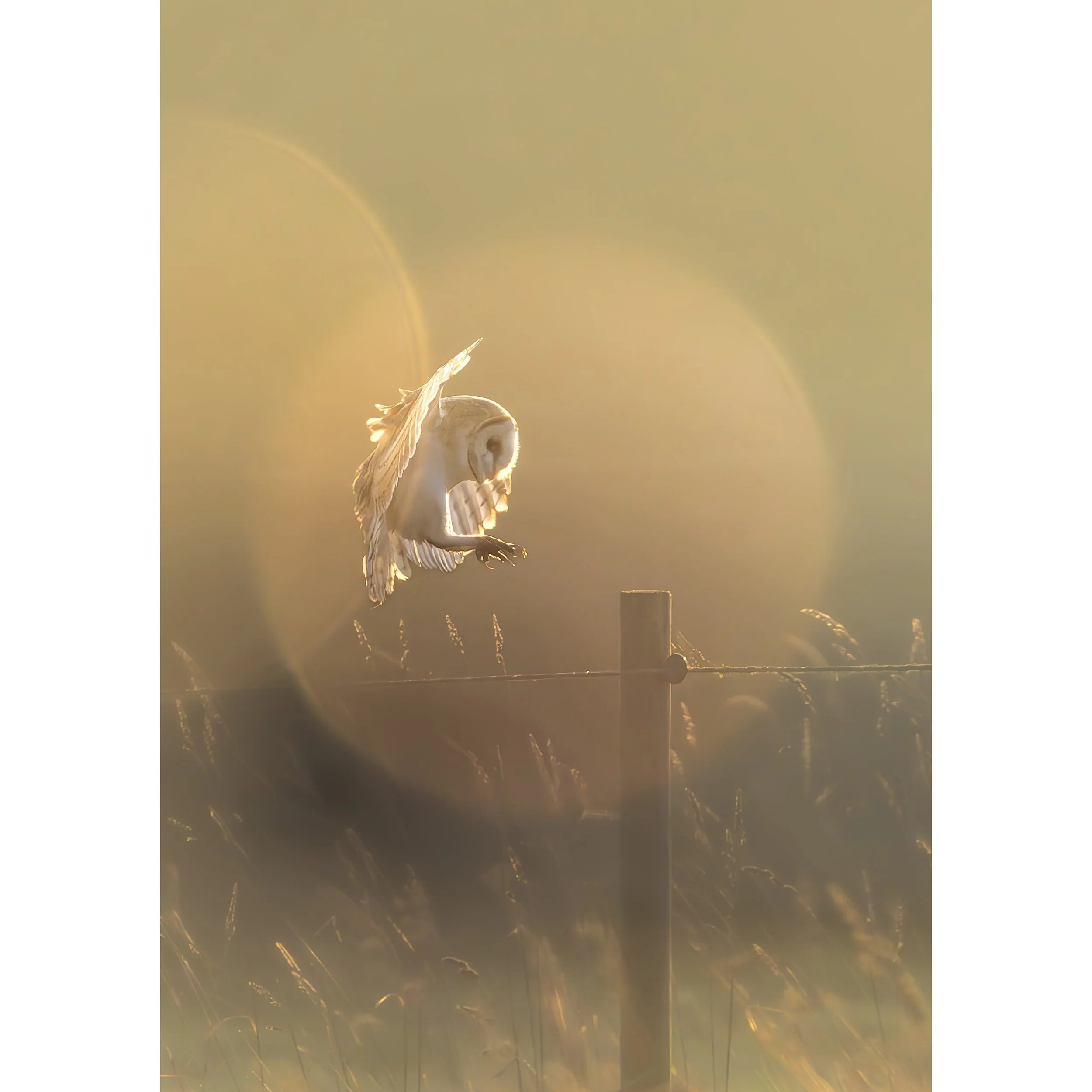 BARN OWL ORB PRINT