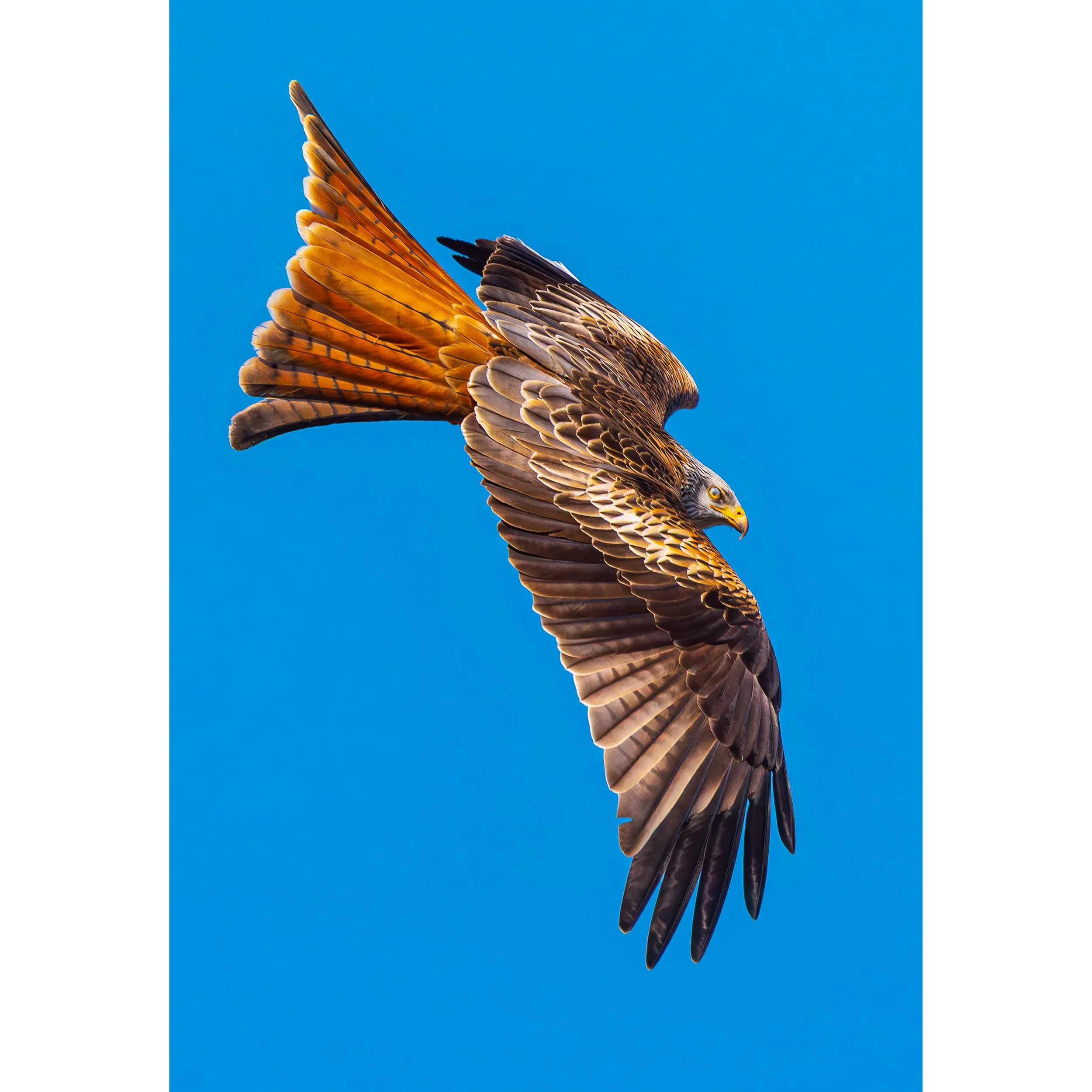 RED KITE PRINT
