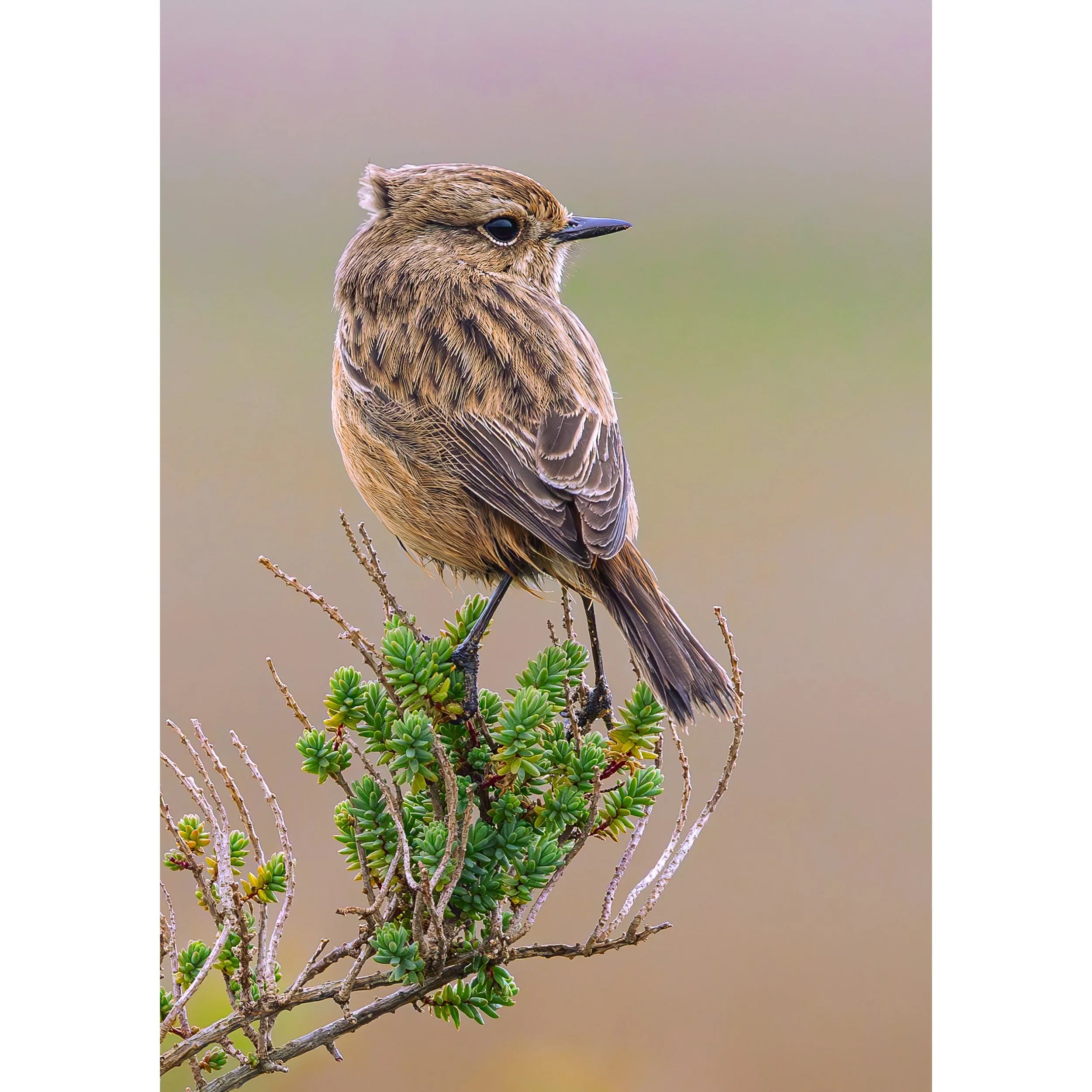 FEMALE STONECHAT PRINT