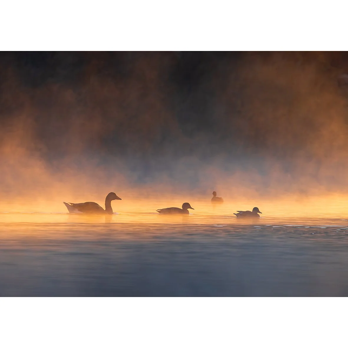 "Into the Mist" Print