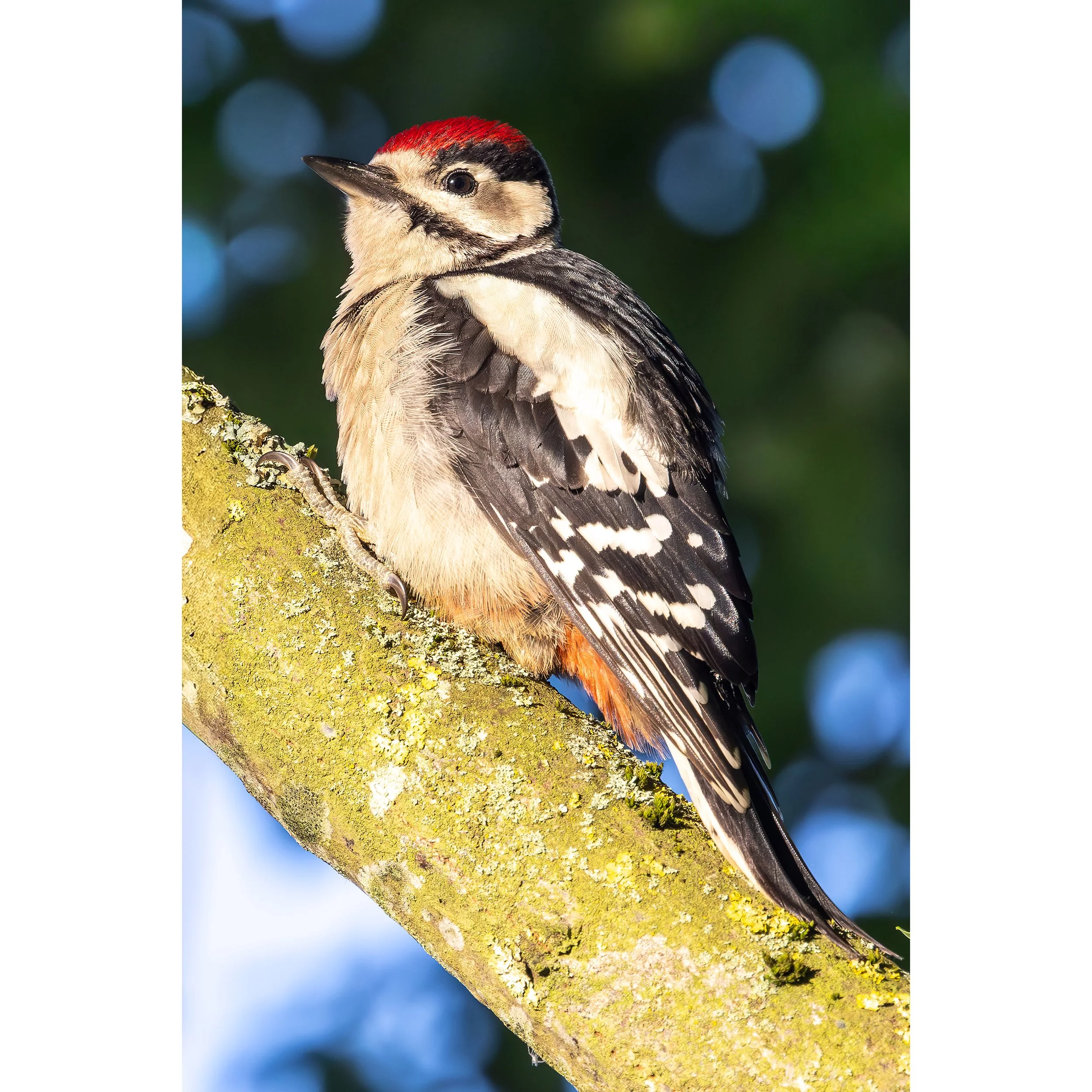 JUVENILE WOODPECKER PRINT