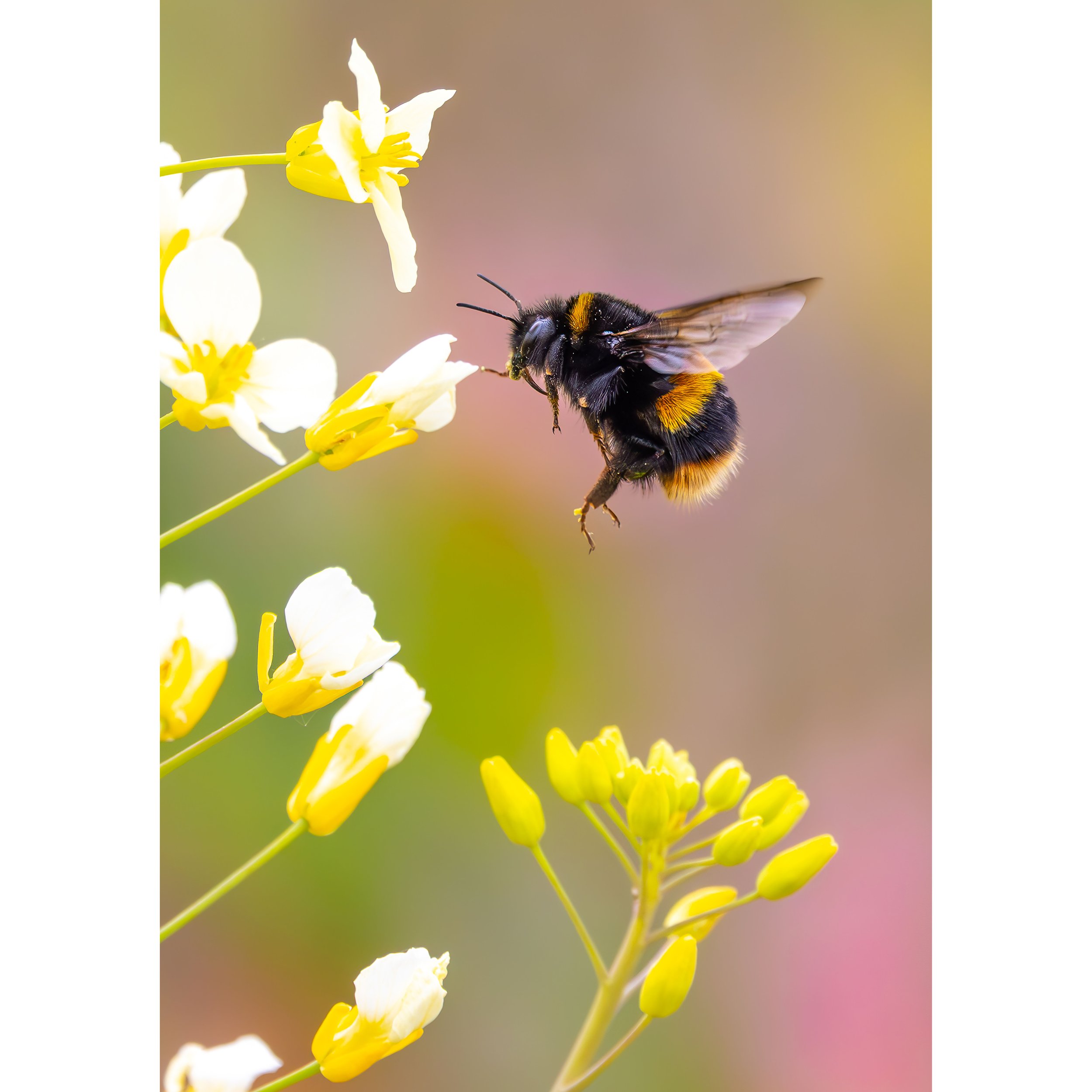 BEE PRINT GIVEAWAY **FREE**