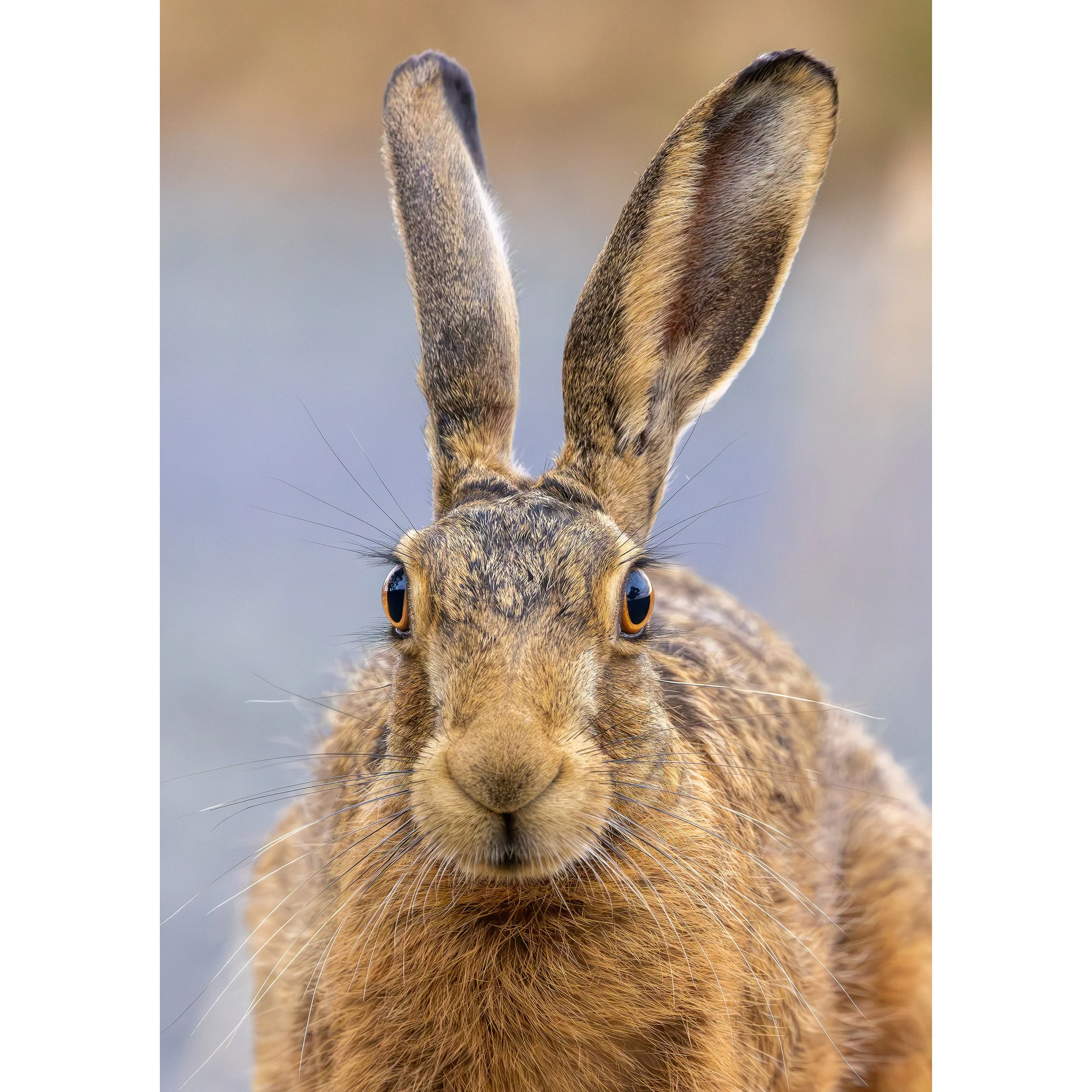 CLOSE UP HARE PRINT