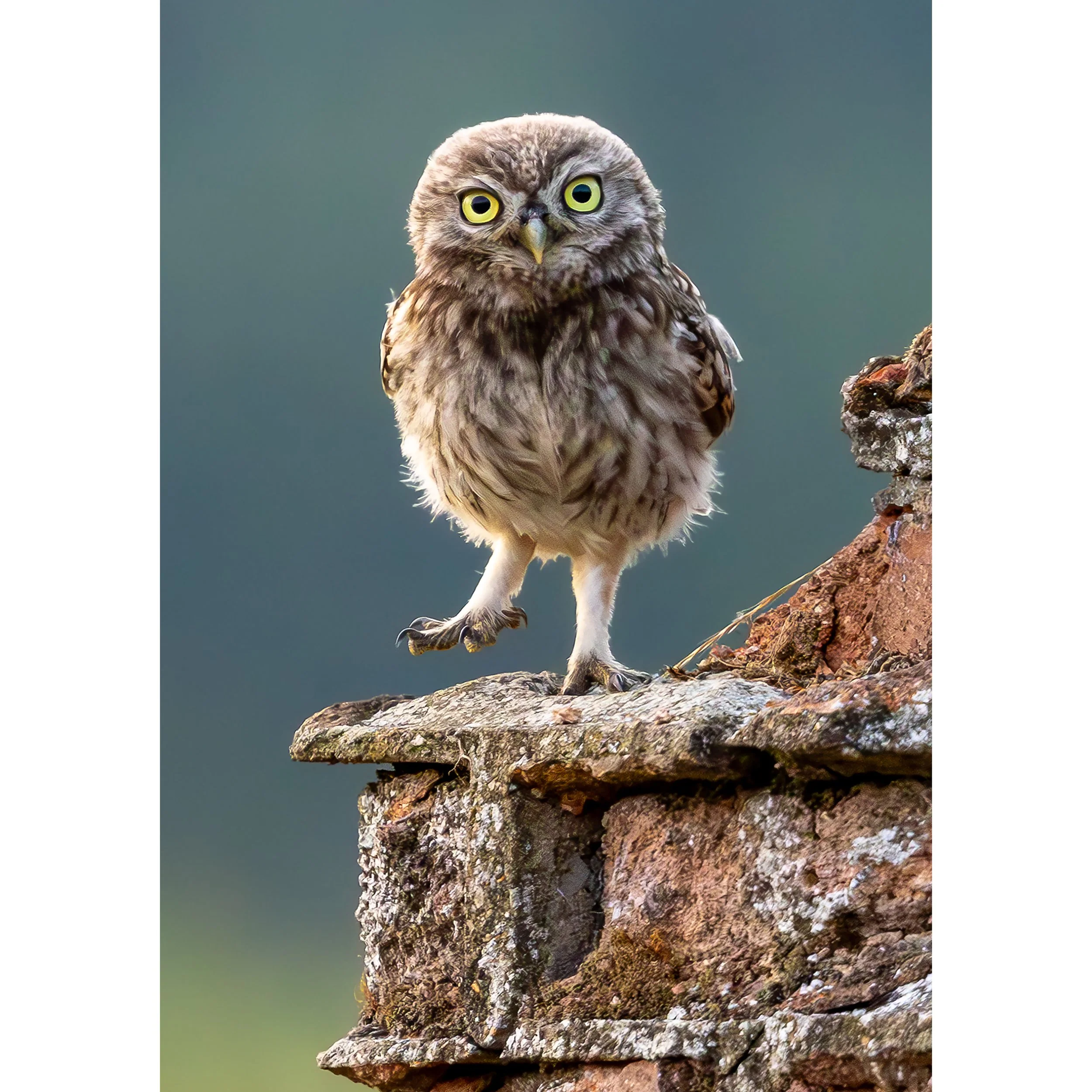 DANCING OWL PRINT