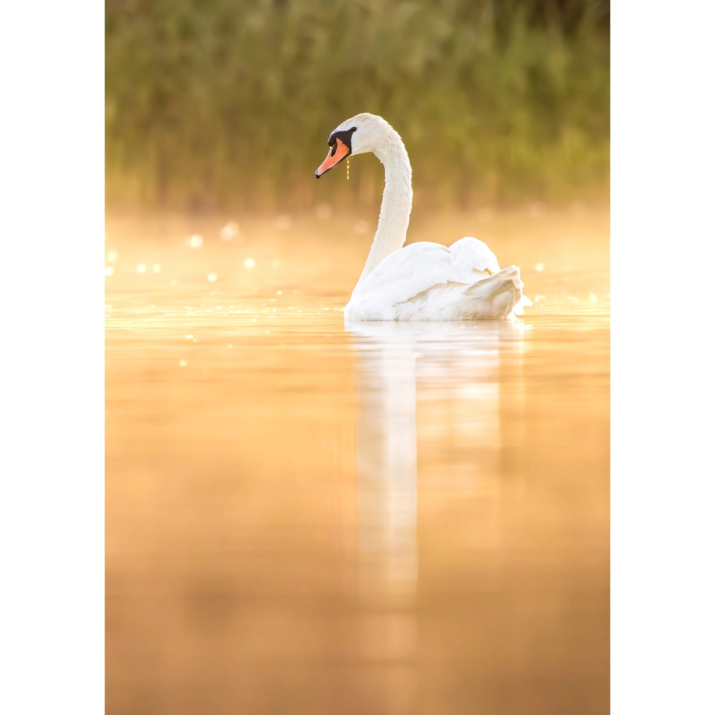 SUNRISE SWAN PRINT