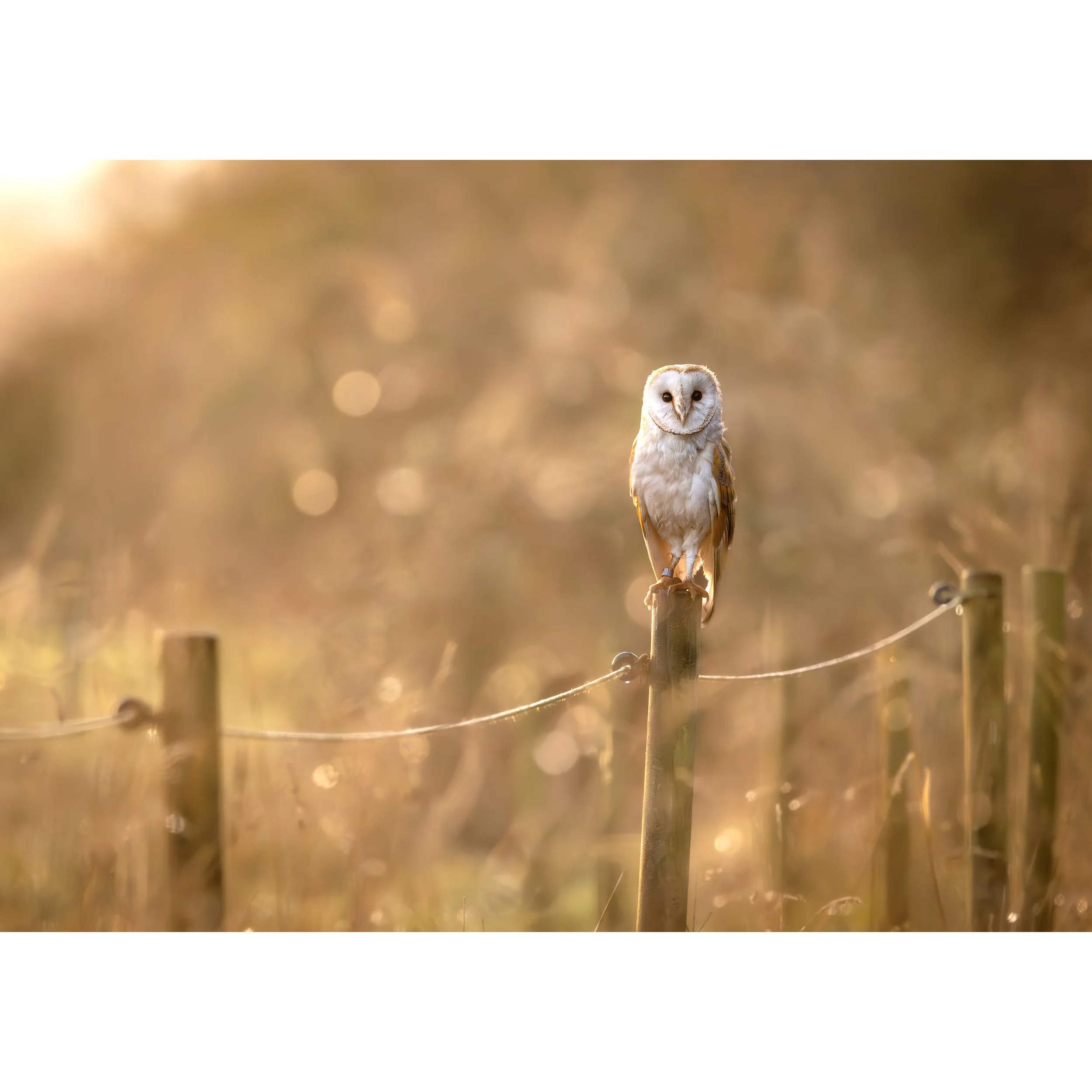 A PERCHED BARN OWL PRINT