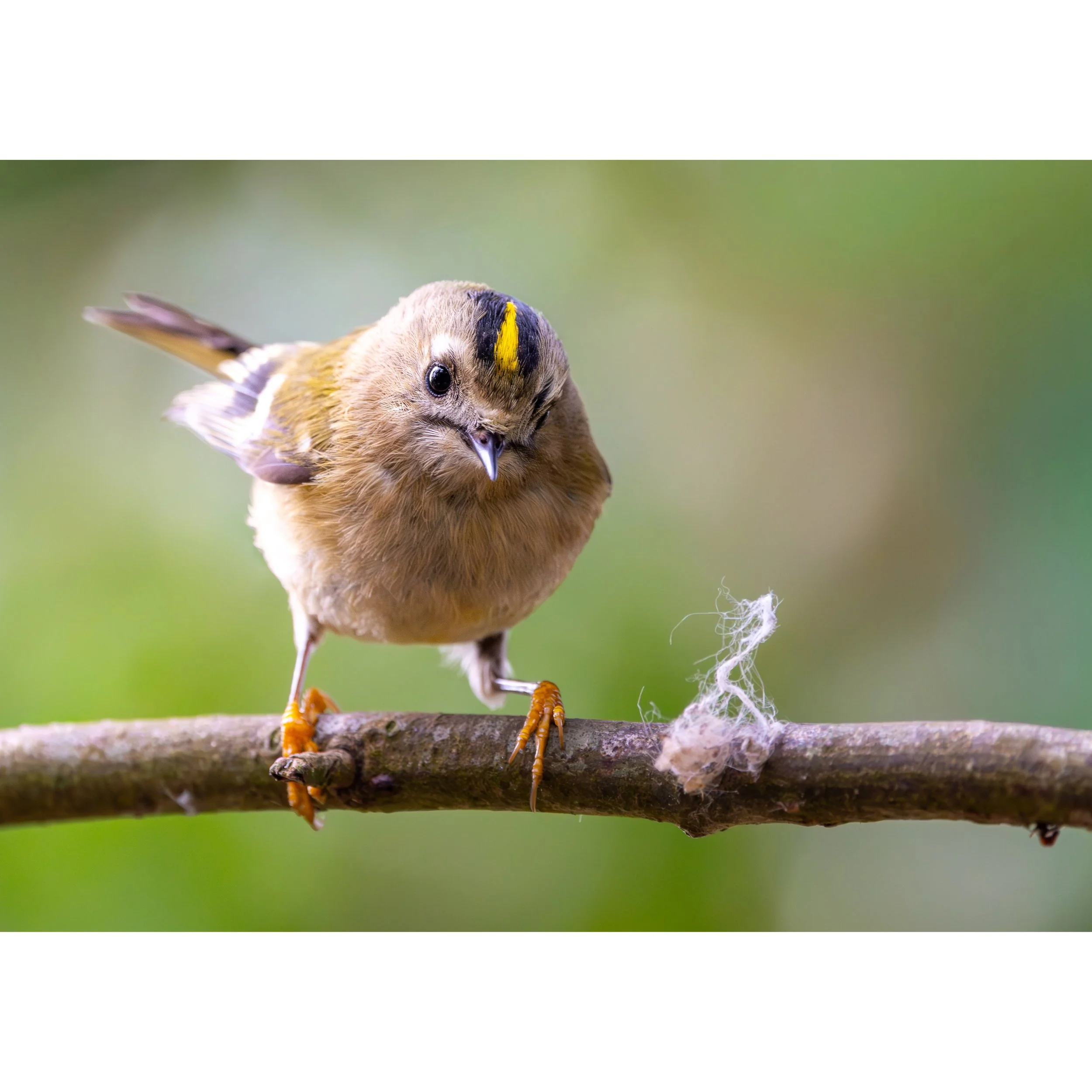 GOLDCREST FLUFF PRINT