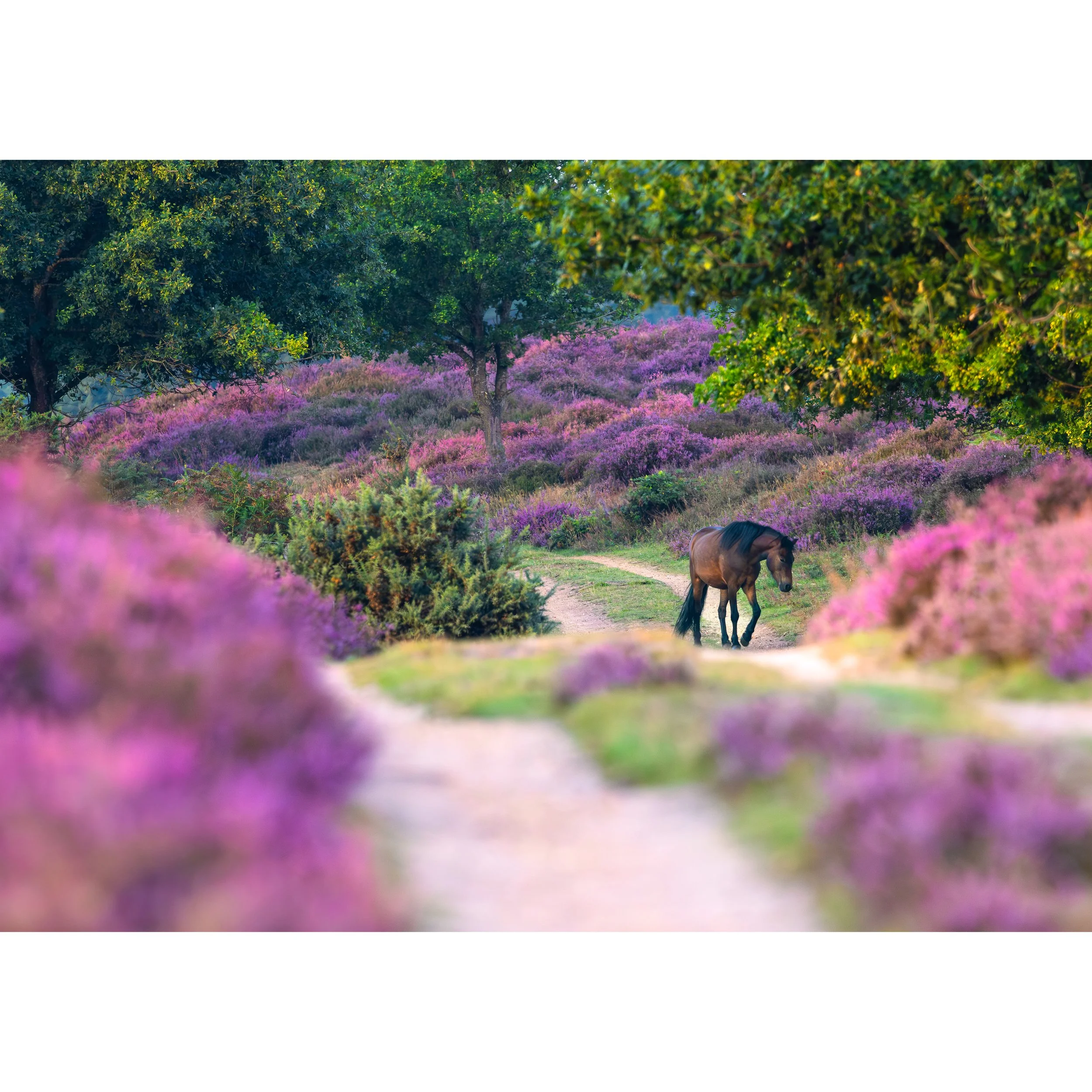 HORSE IN THE HEATHER PRINT