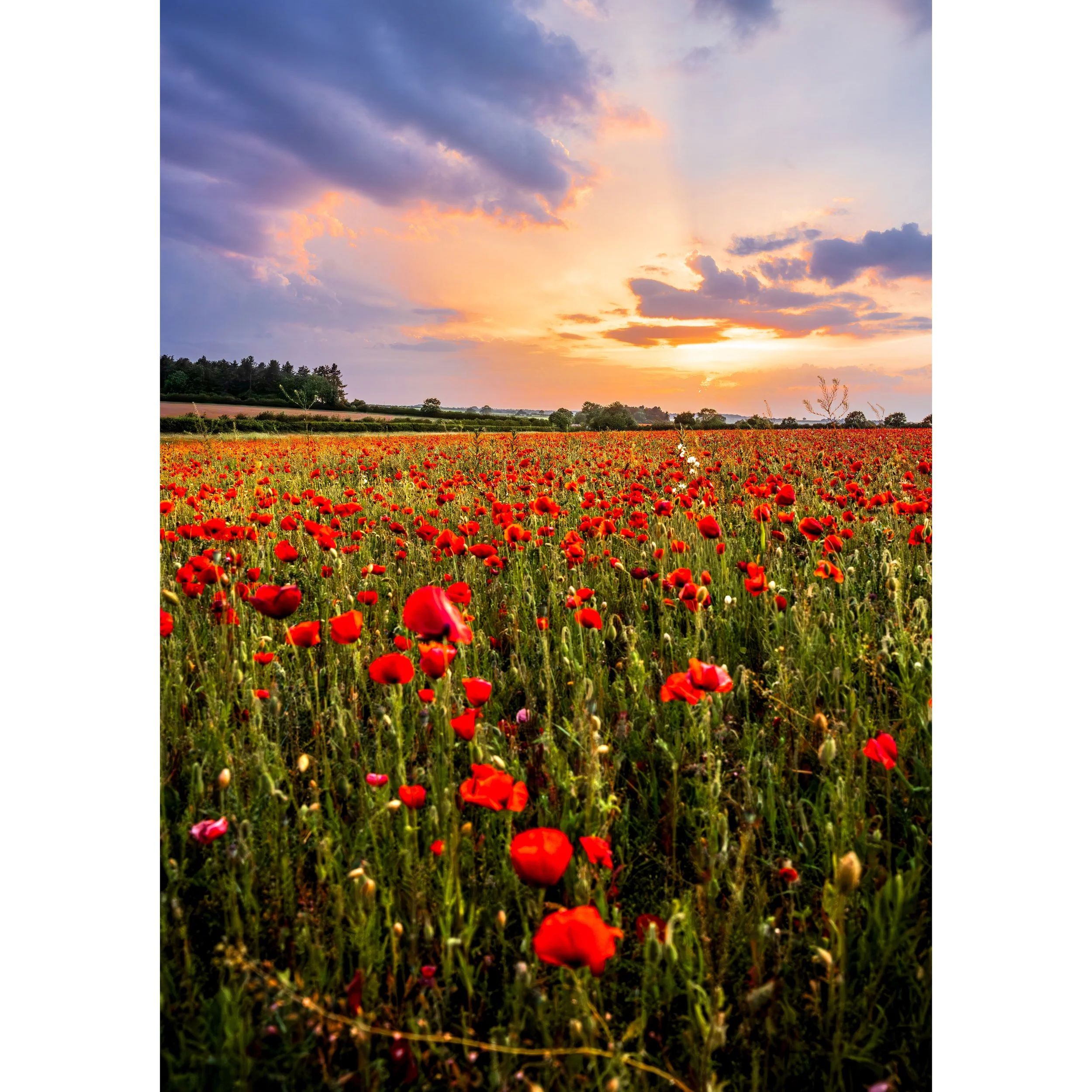 NORFOLK POPPIES SUNSET PRINT