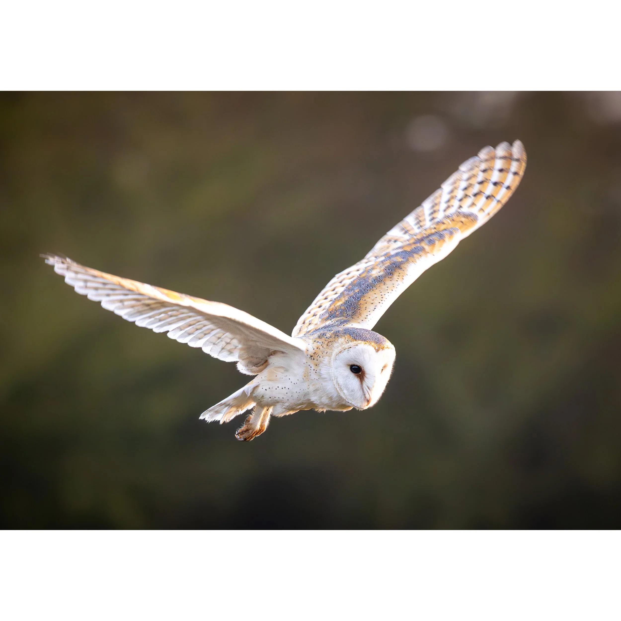 FLYING BARN OWL PRINT