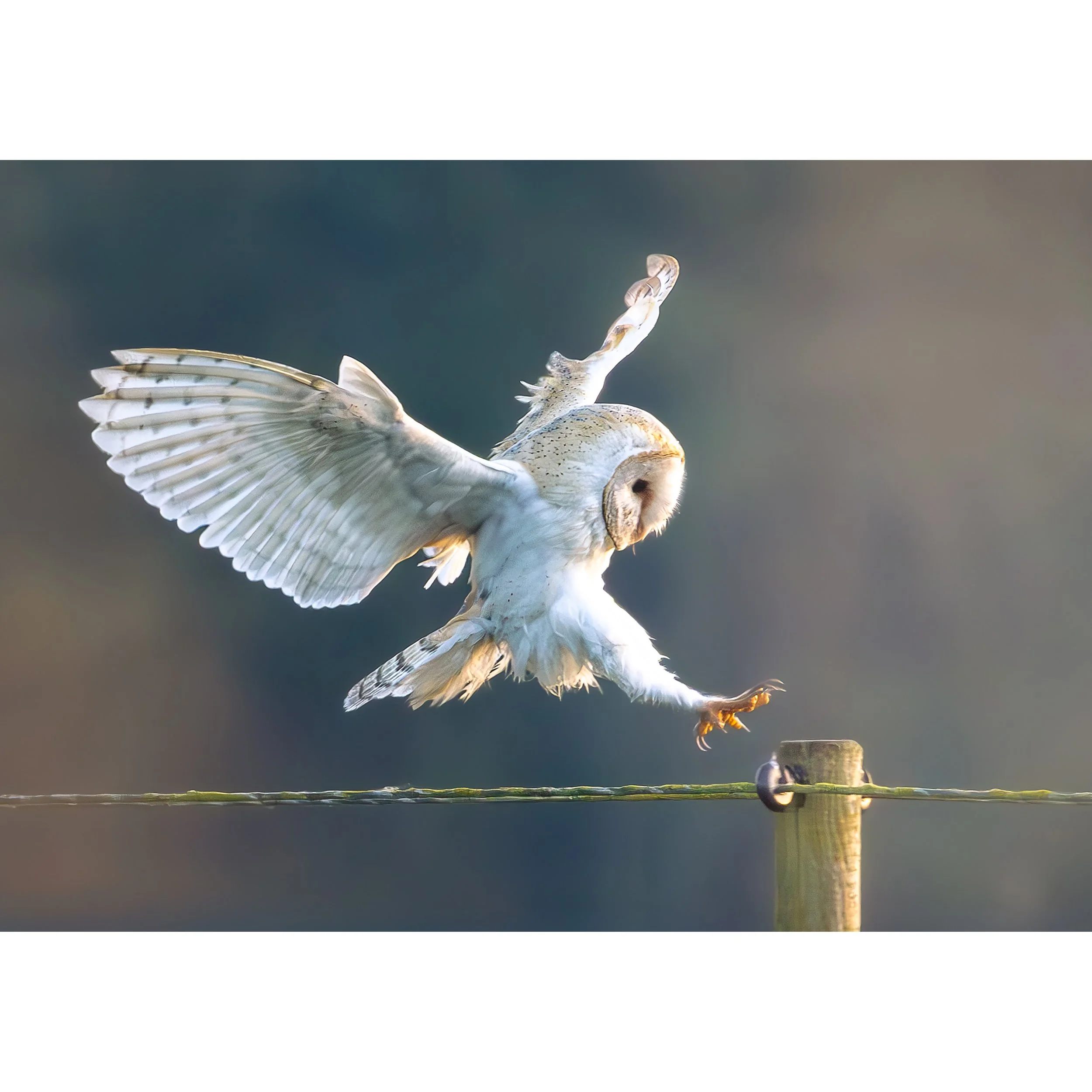 BARN OWL LANDING PRINT