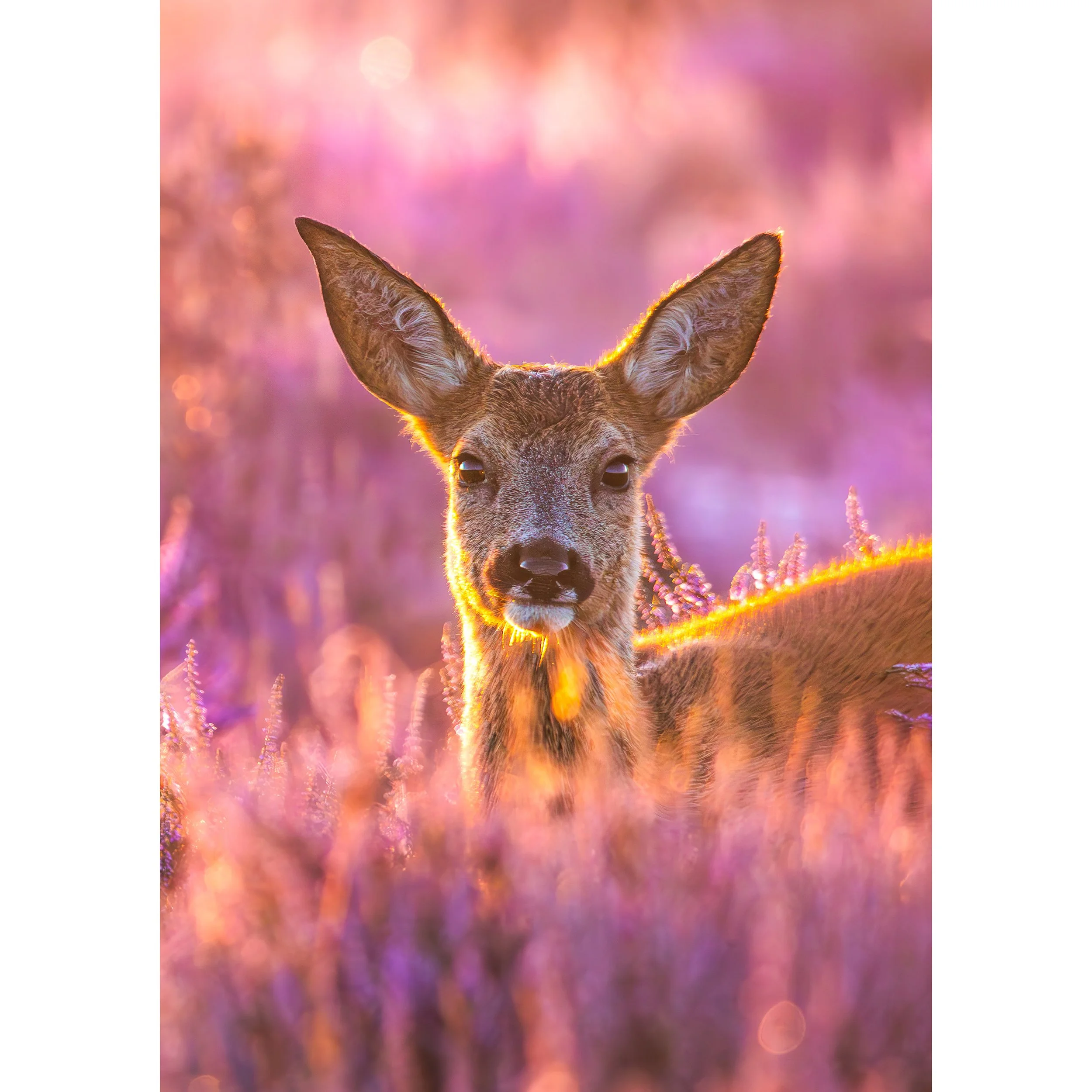 DEER IN THE HEATHER PRINT