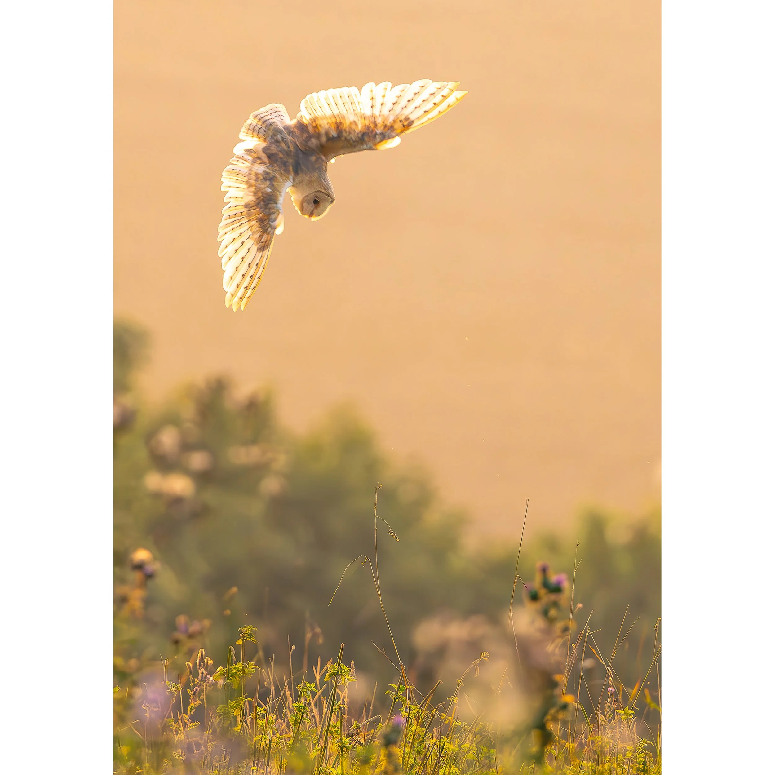 BACK-LIT BARN OWL DIVING PRINT