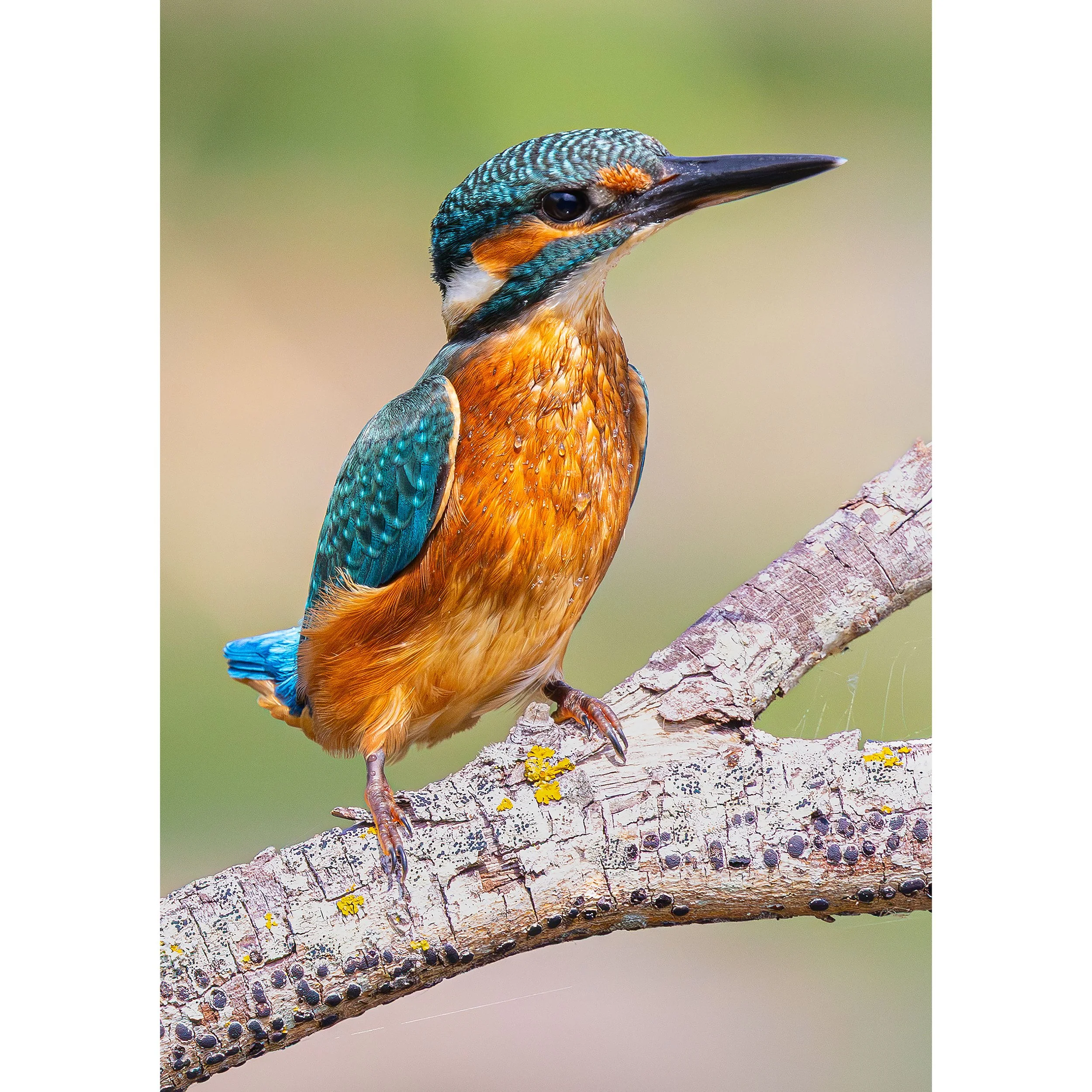 Kingfisher Print