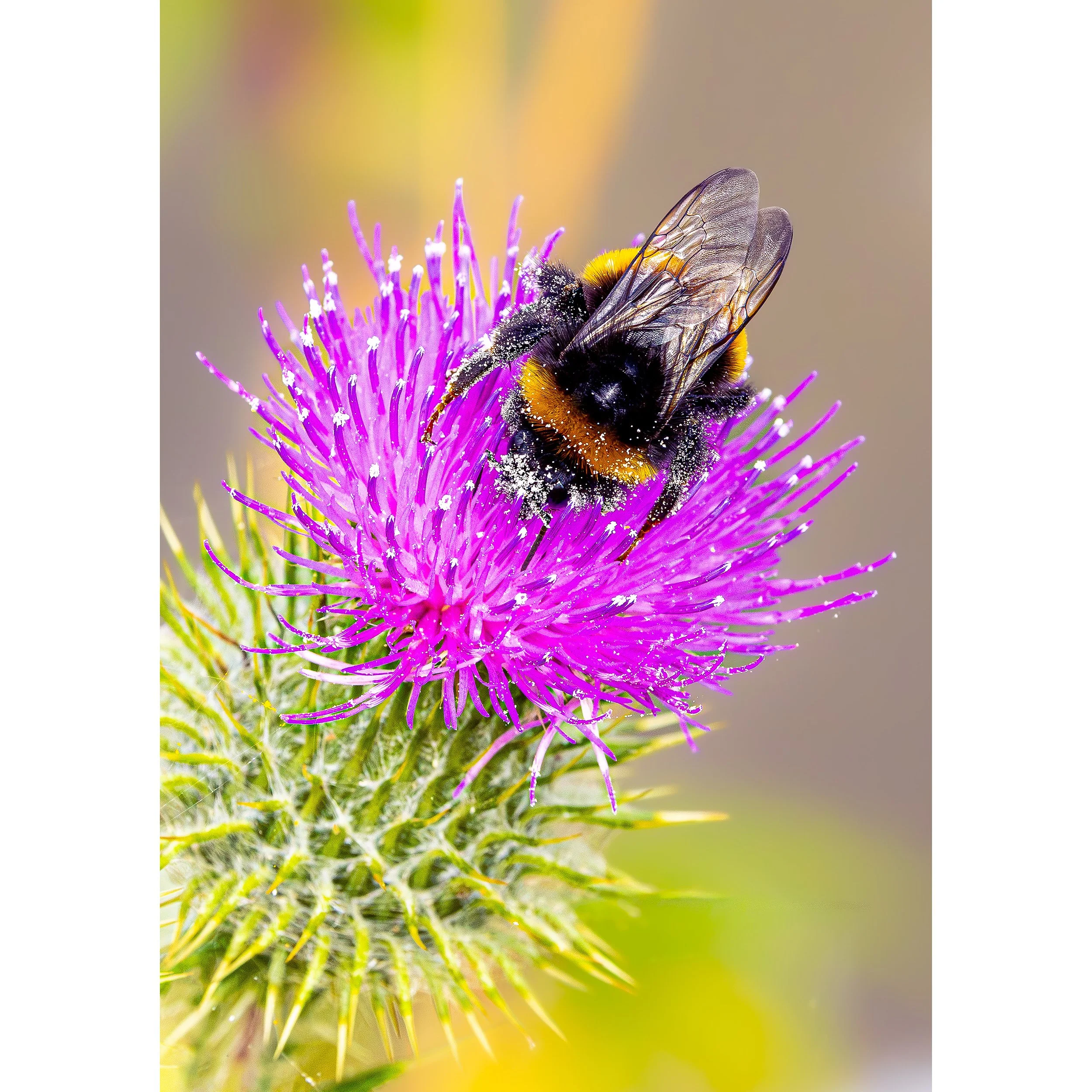"SUGARED" BEE PRINT