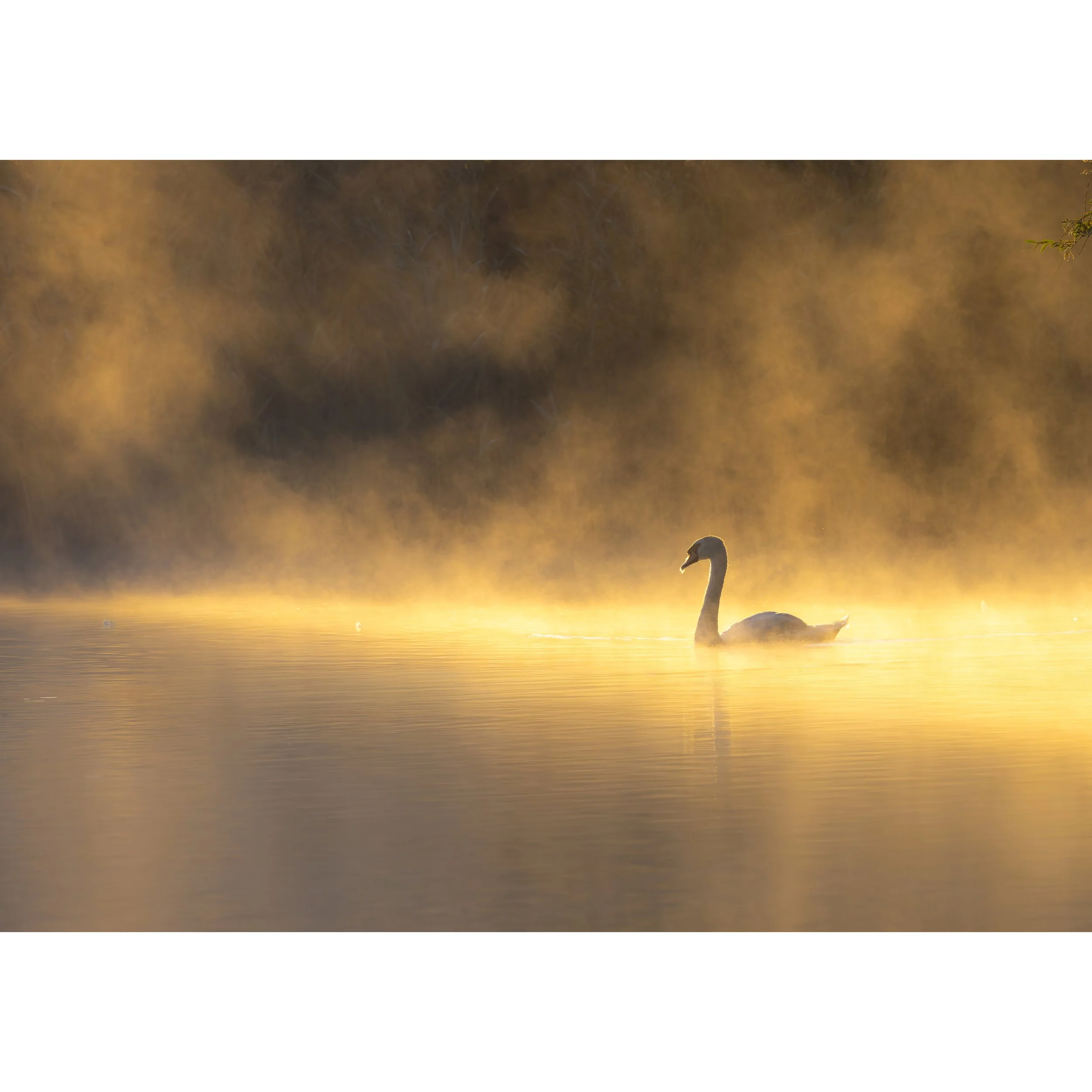 "Glorious Glow" Print